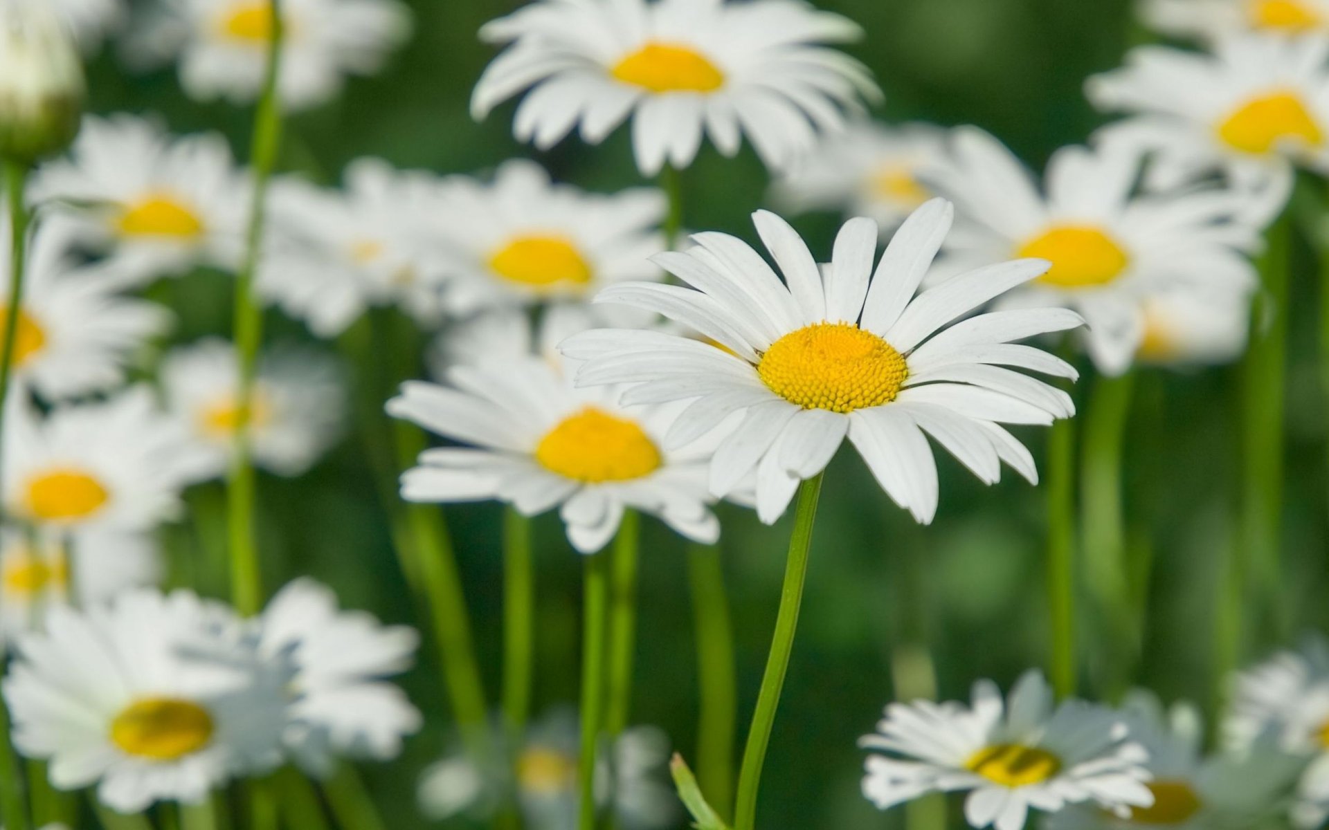 flower flowers white yellow petals daisy the field the stem green blur background wallpaper widescreen full screen hd wallpapers fullscreen