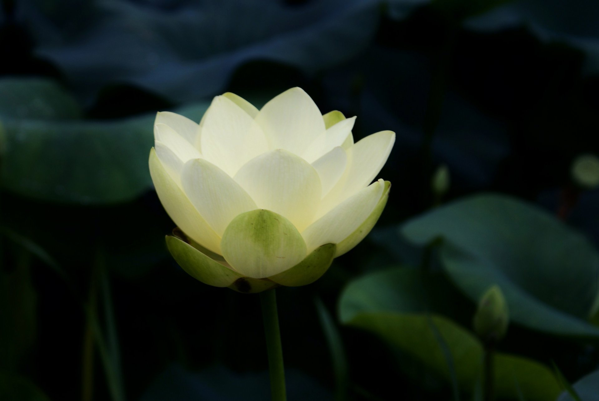 loto lirio de agua blanco hojas estanque