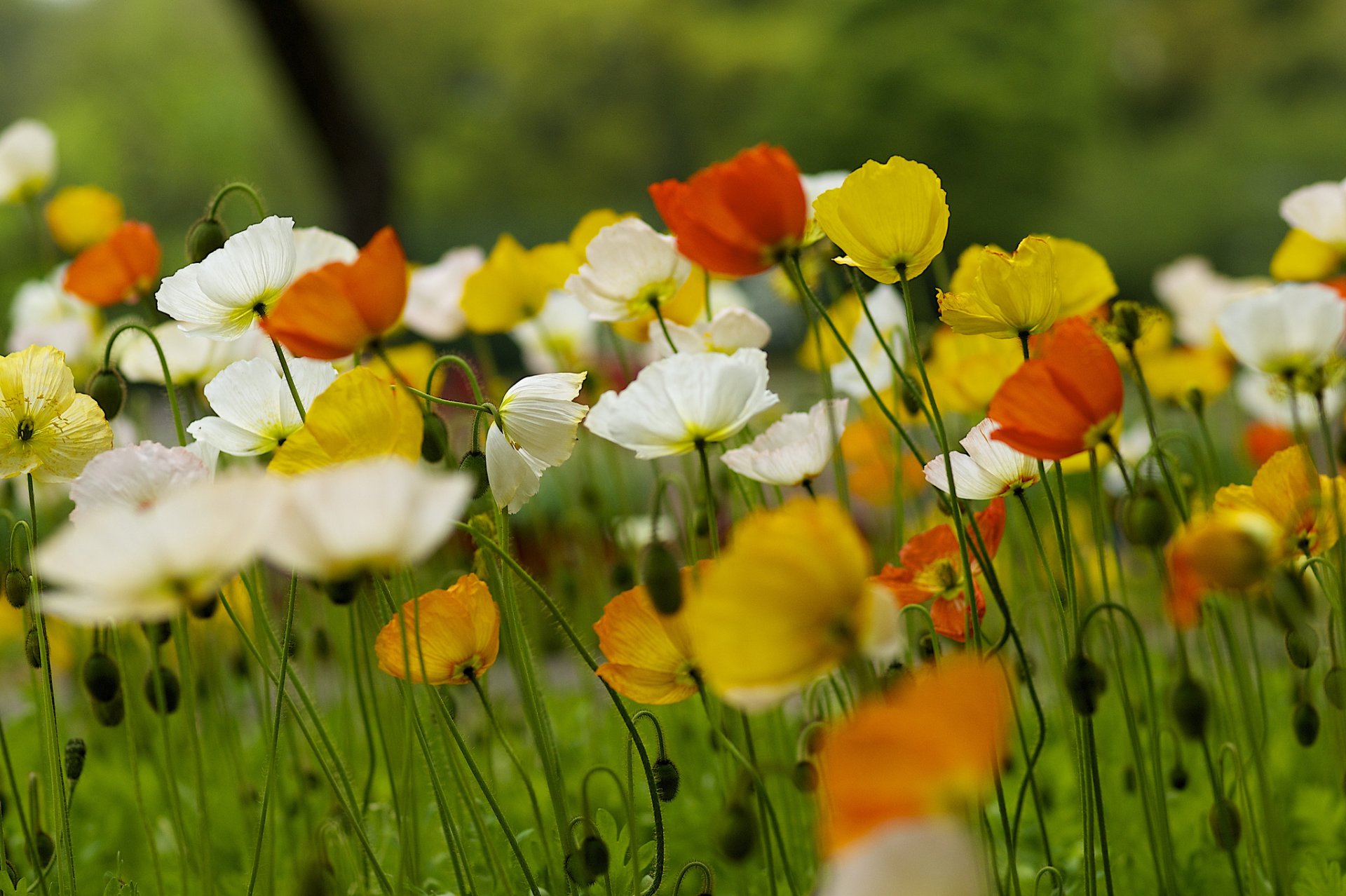 amapolas flores varios campo verano naturaleza