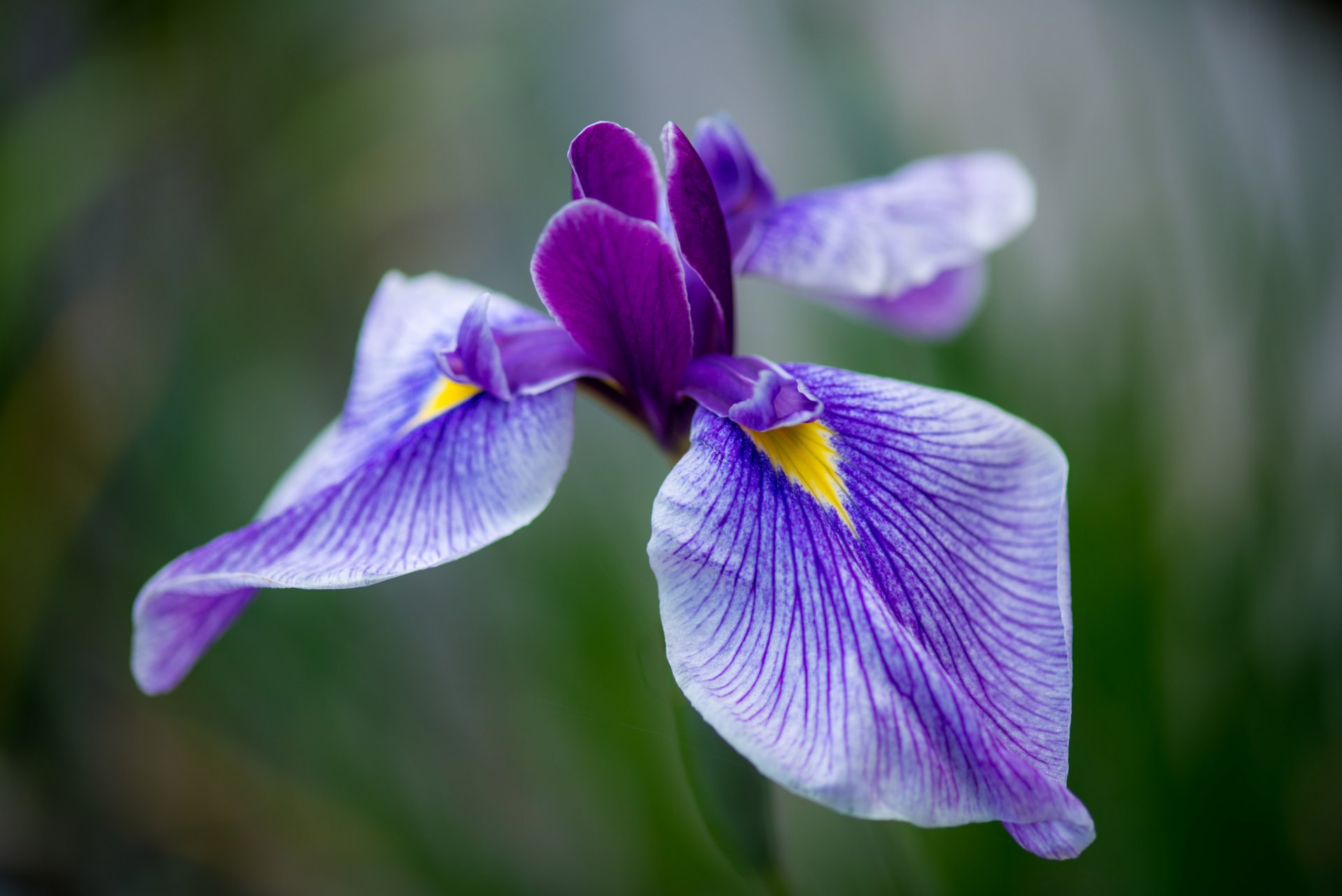 iris lila flor pétalos macro