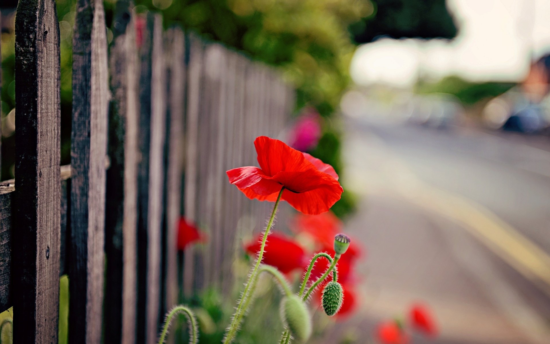 flowers flower flower poppy red fence fence fence nature background wallpaper widescreen fullscreen widescreen widescreen