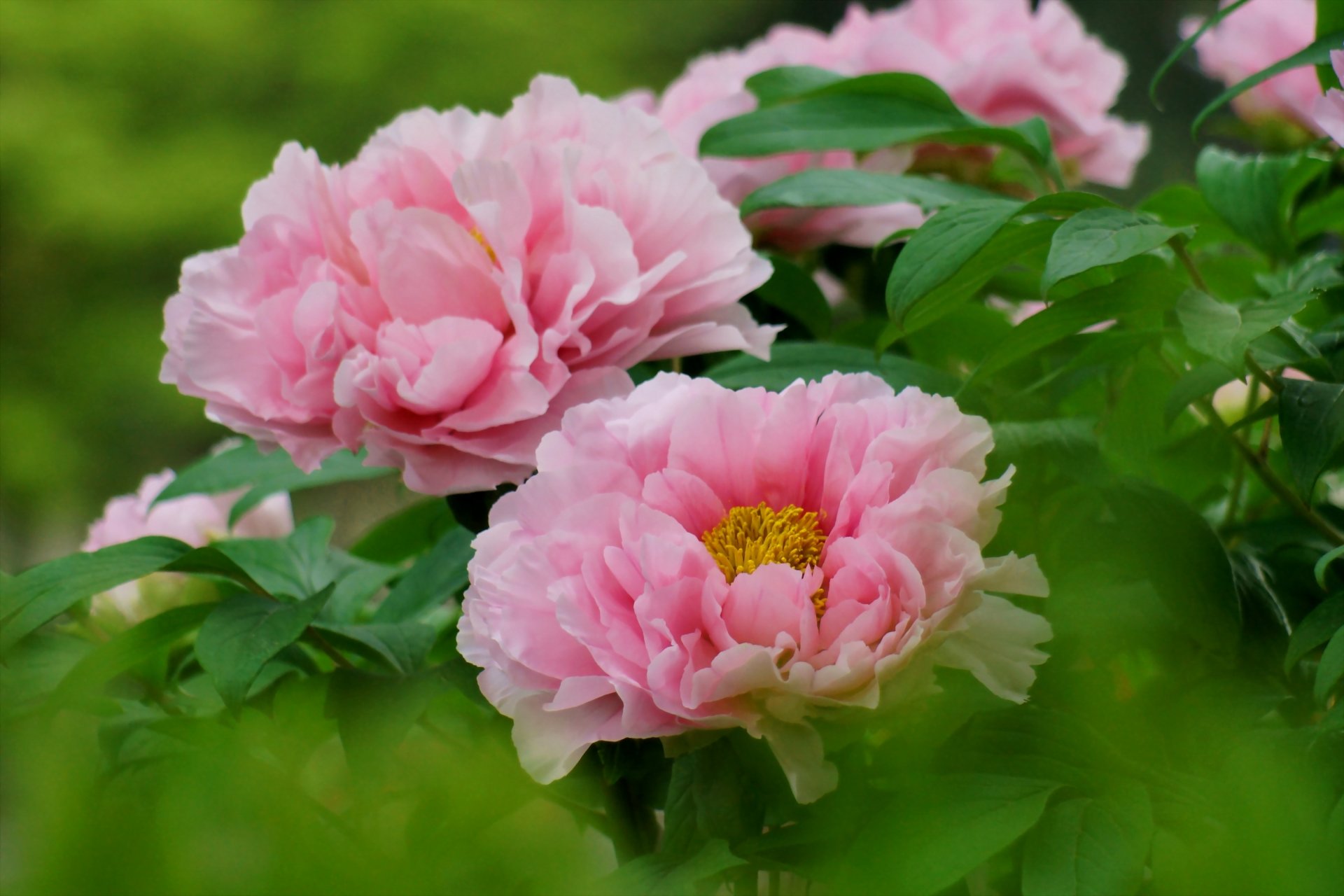 peonías rosa arbusto hojas foco