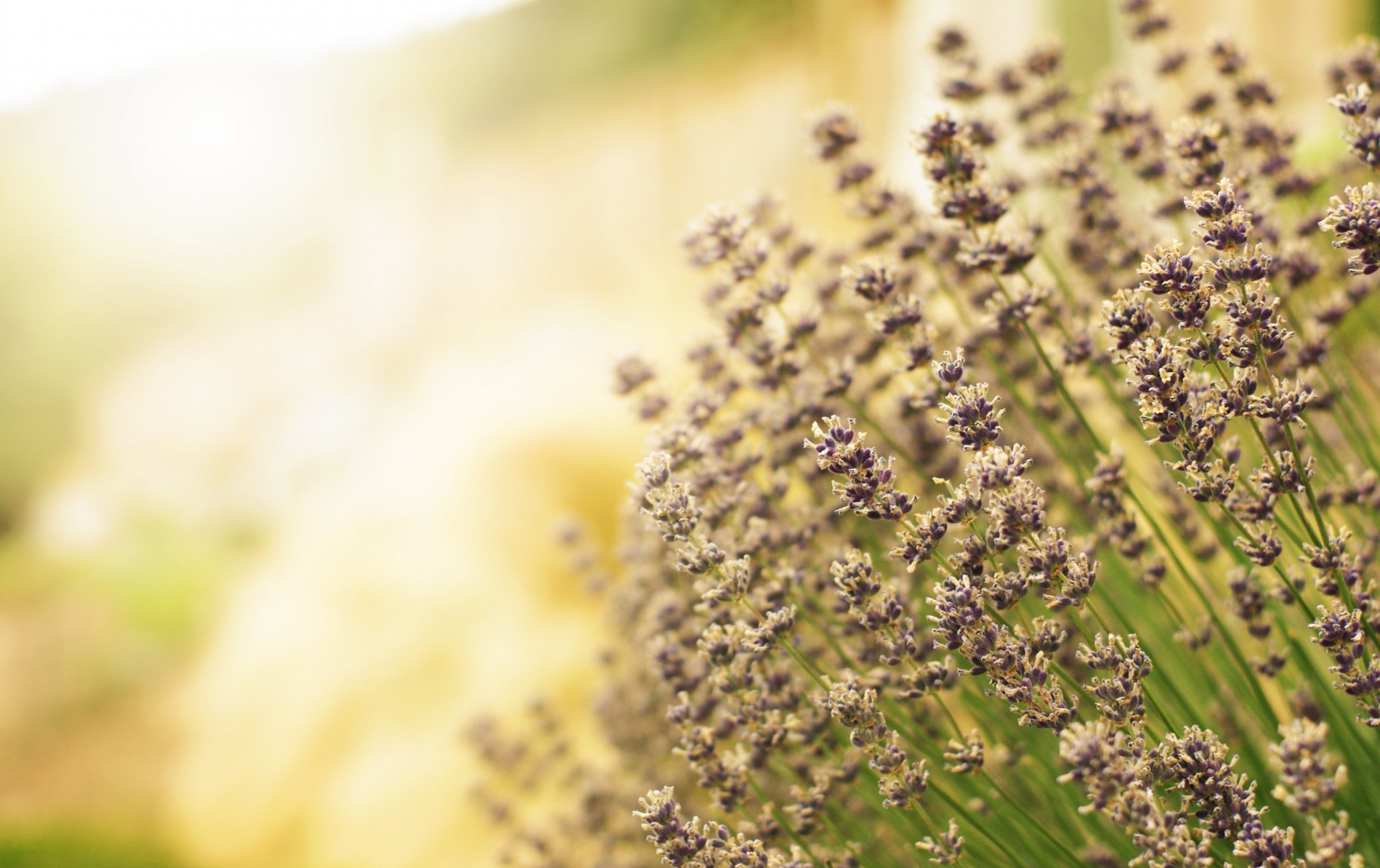 lavanda fiori viola campo luce sfocatura