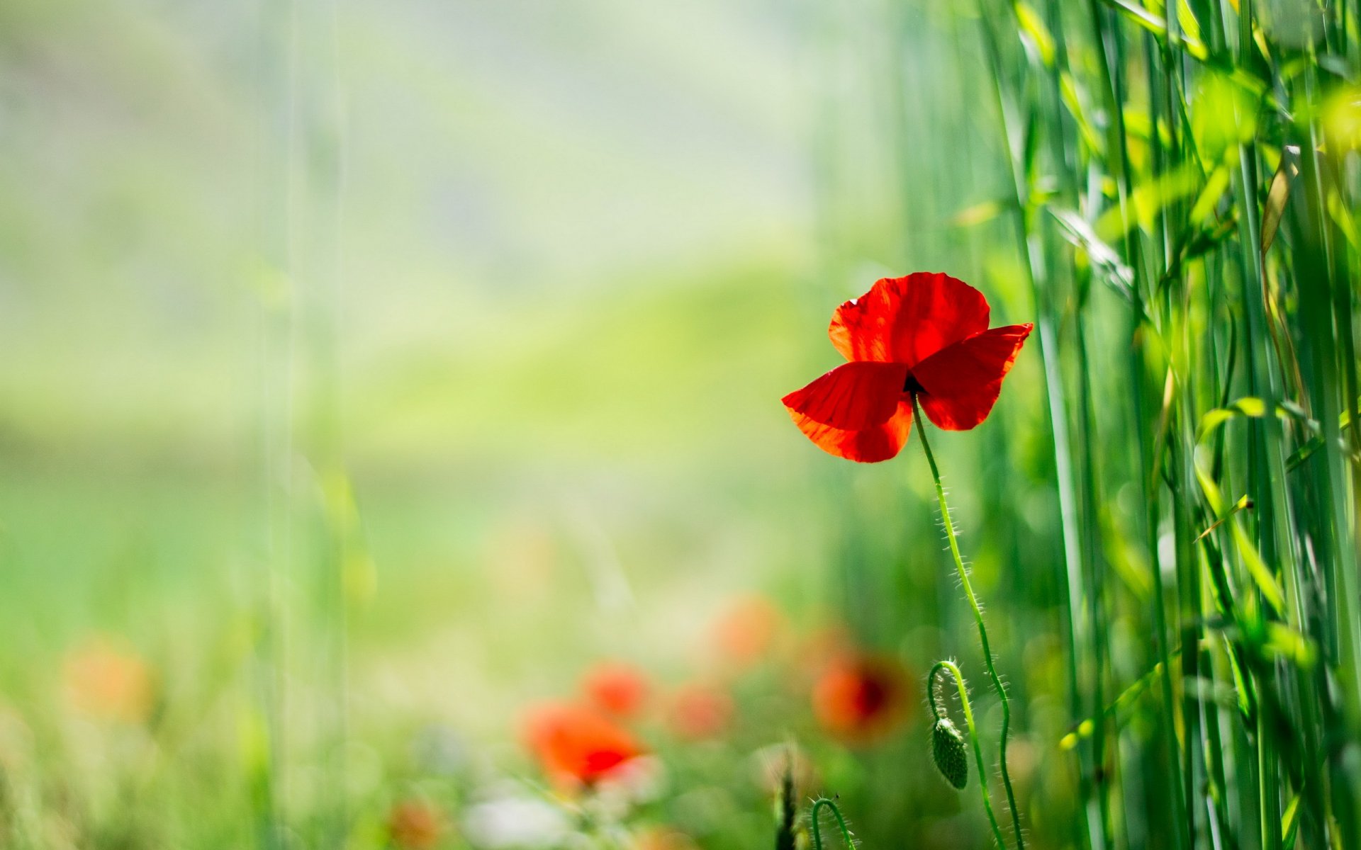 poppy flower nature