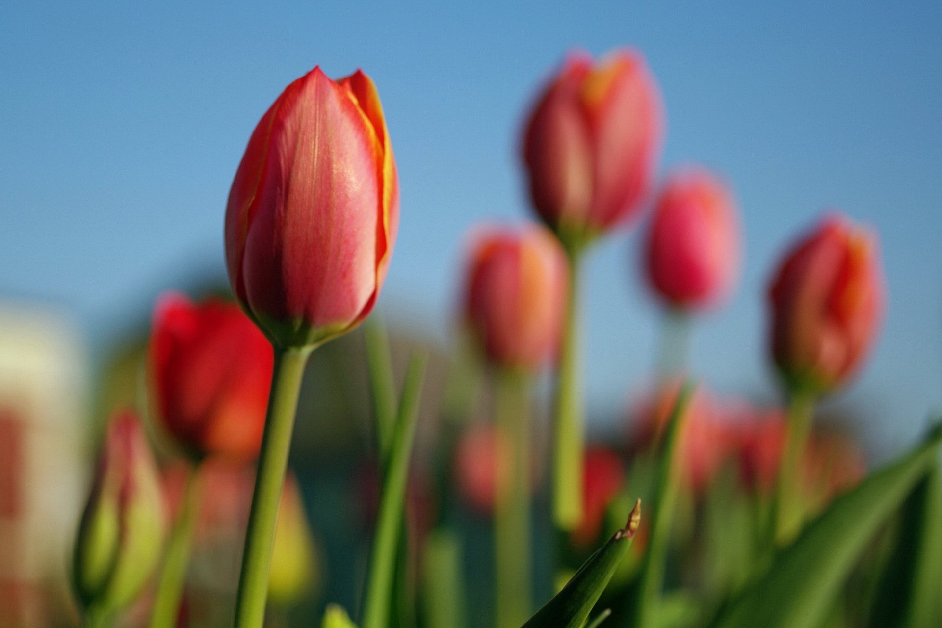 fiori tulipani natura