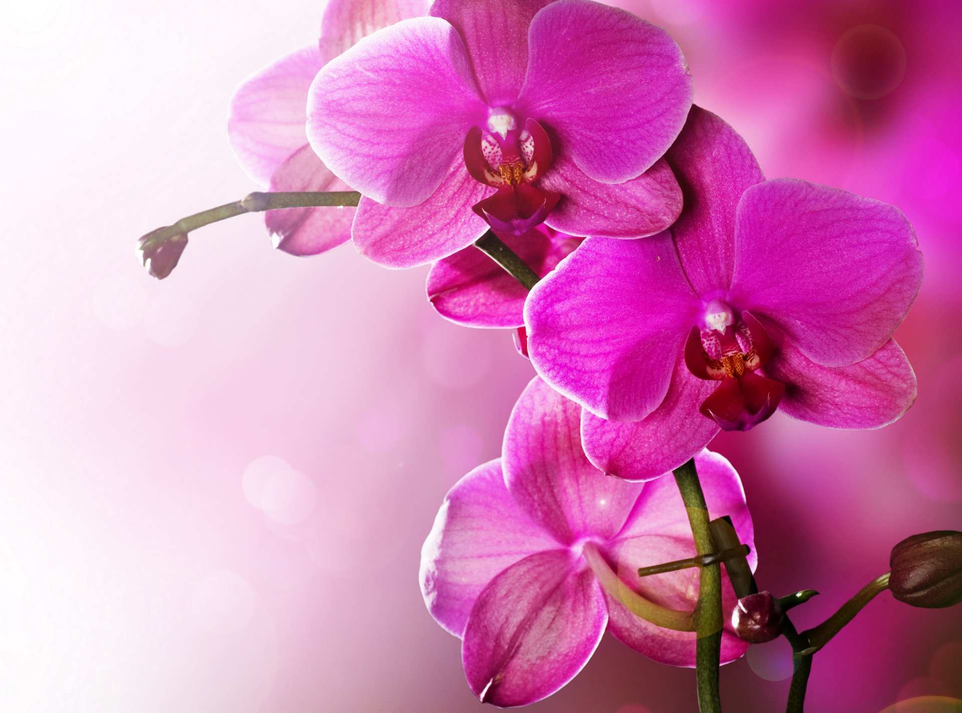 orchidea różowy płatki piękno kwiaty czułość storczyki phalaenopsis różowy