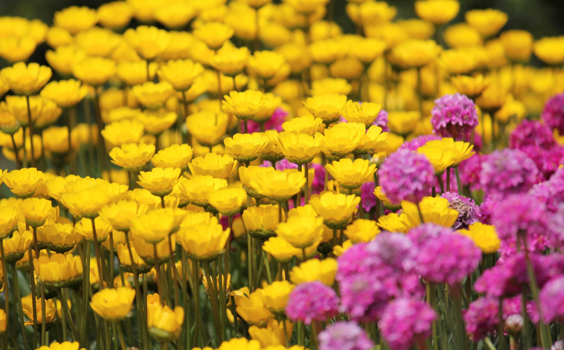 blumen blümchen gelb rosa feld hintergrund tapete widescreen vollbild widescreen widescreen