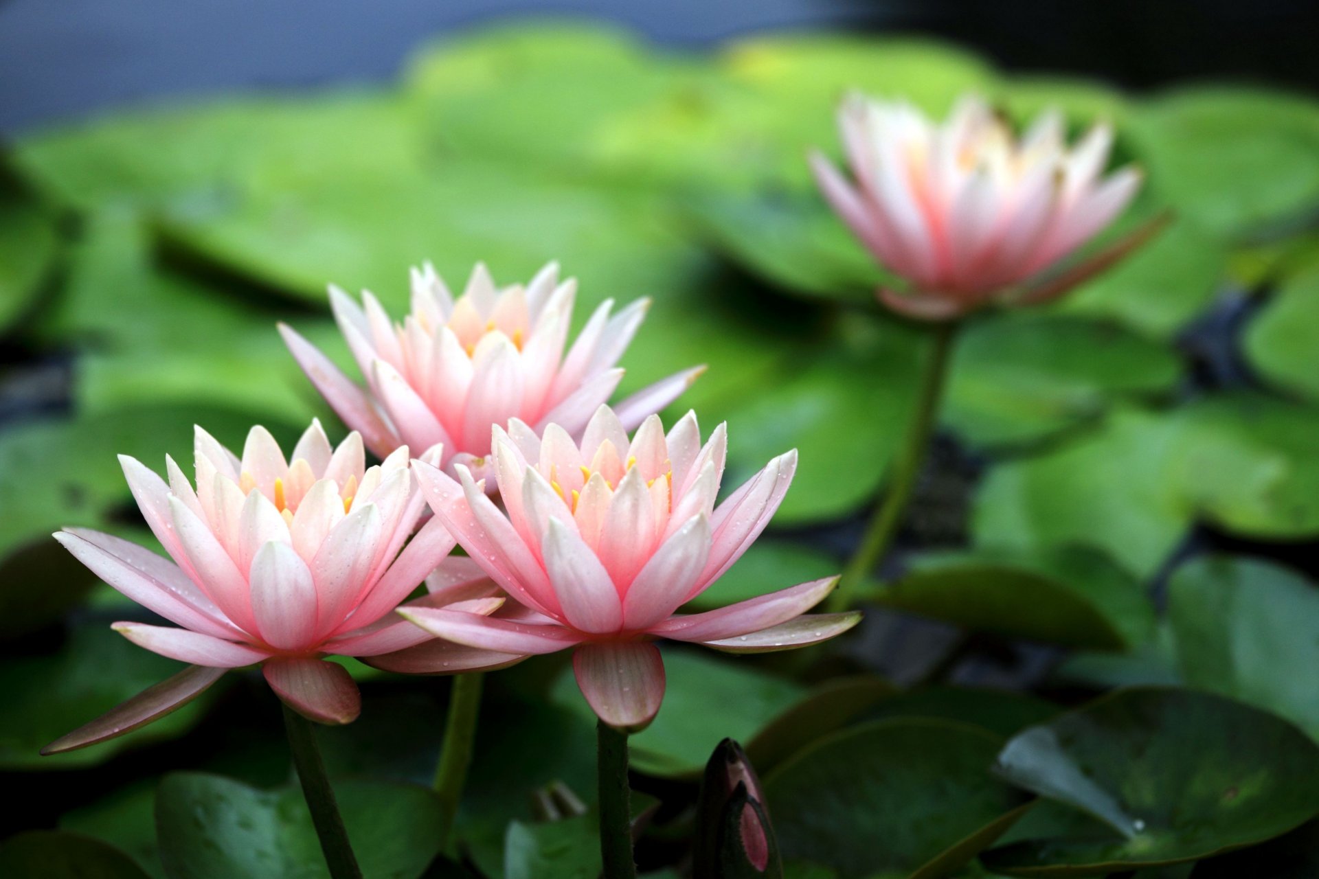 pink water lilies water lilies flower petal