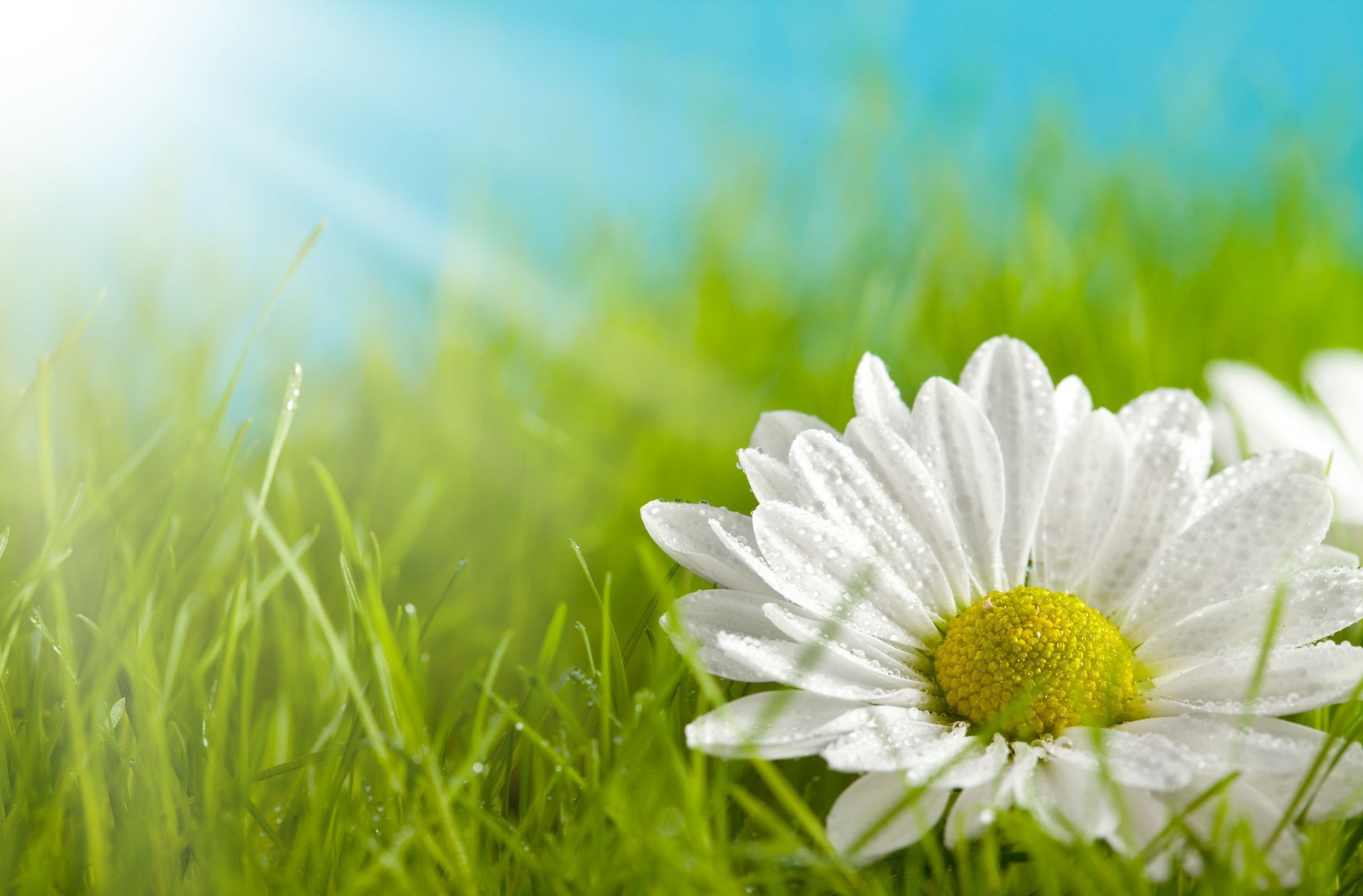 flowers flower daisy white yellow petals grass greenery meadow background wallpaper widescreen fullscreen widescreen widescreen