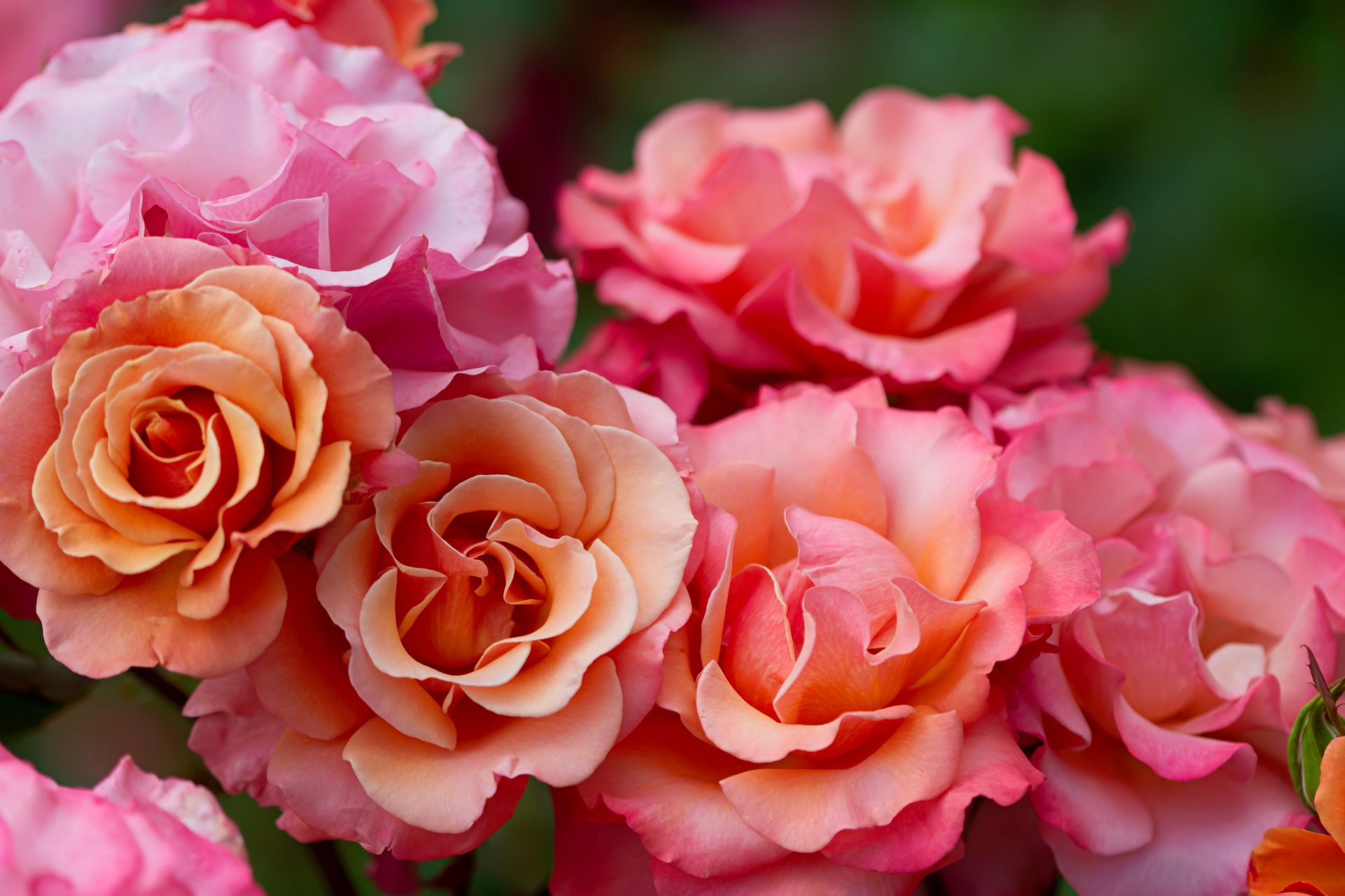 roses buds petal