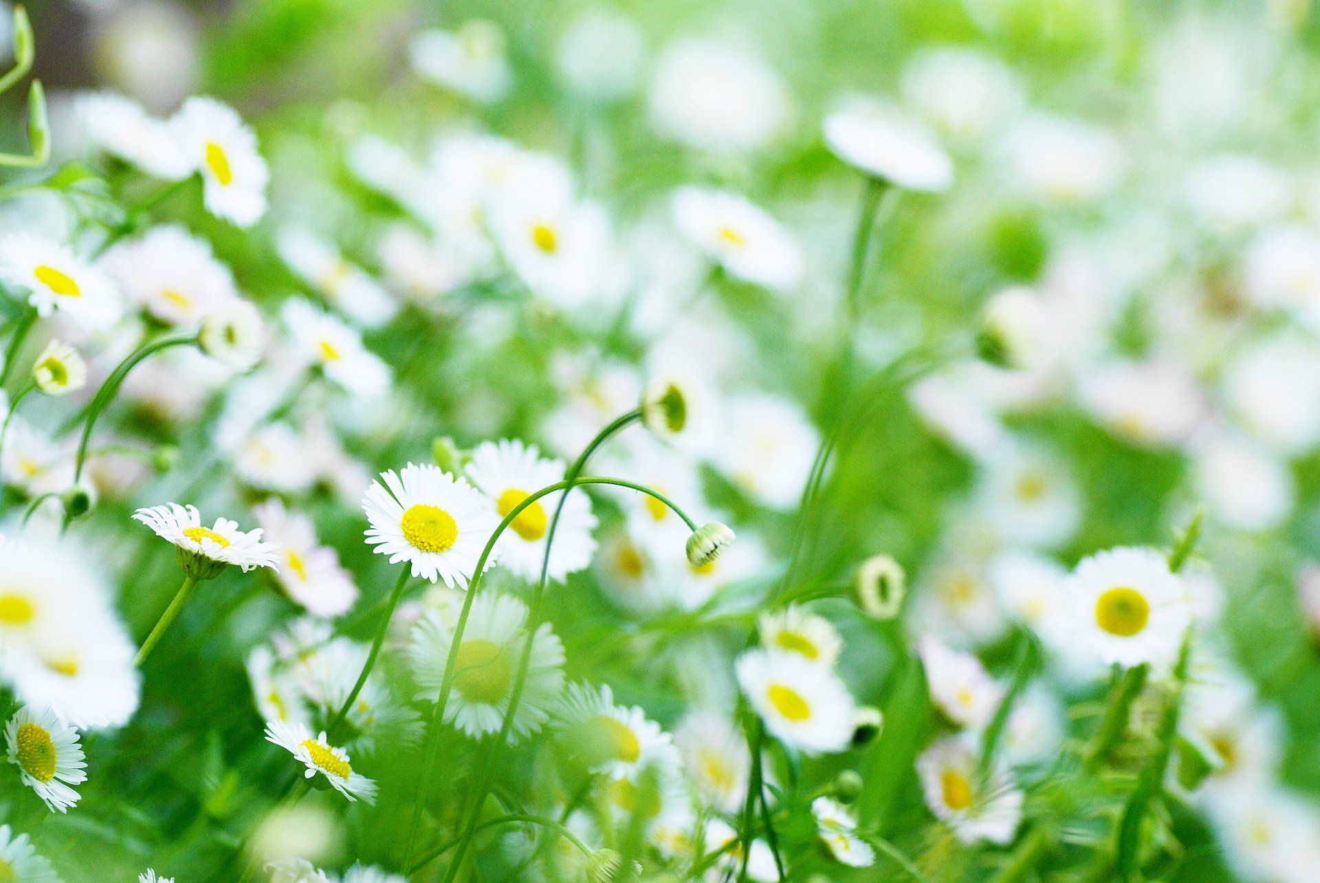 blumen blumen kamille gänseblümchen weiß gelb grün unschärfe hintergrund tapete widescreen vollbild widescreen widescreen