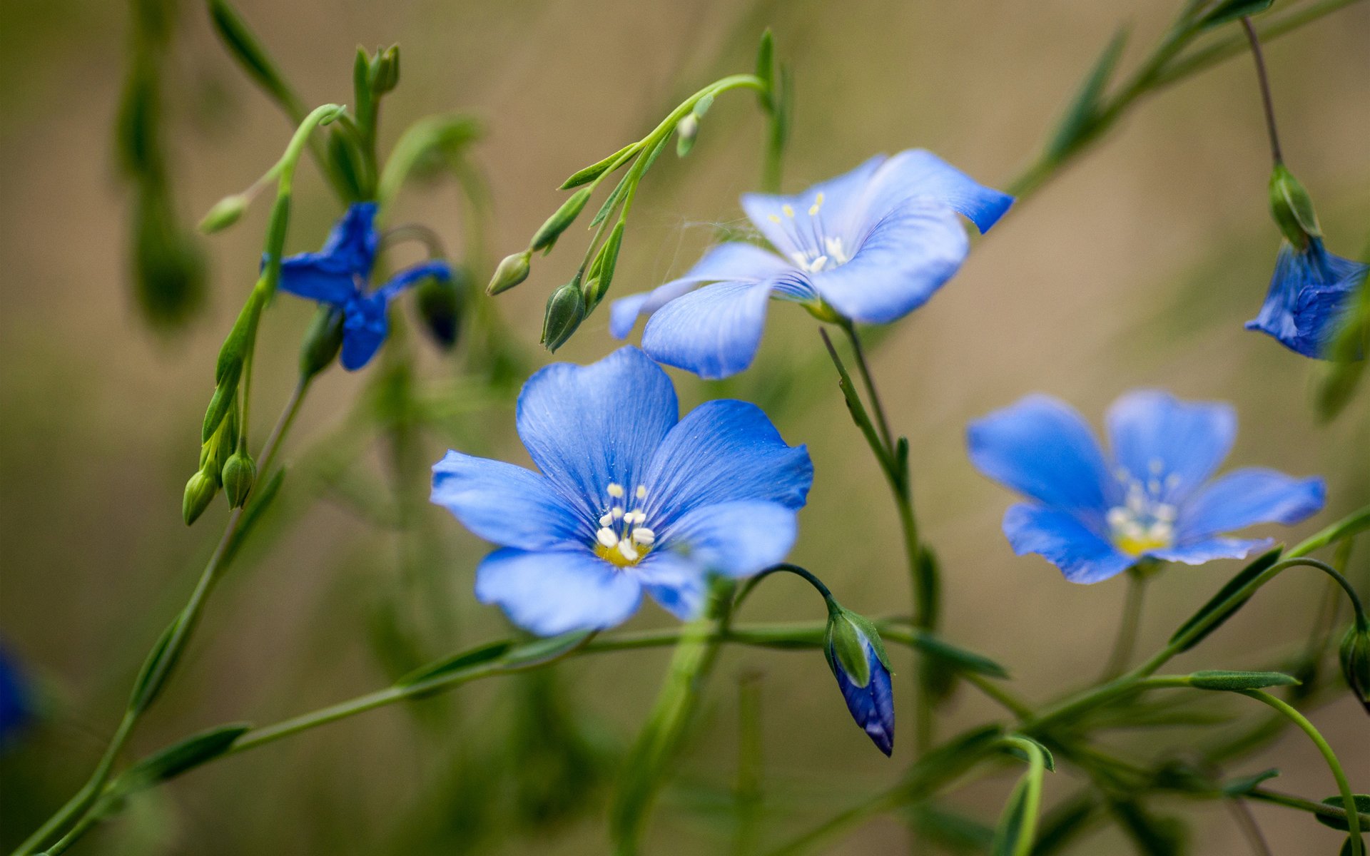 flower blue field green summer