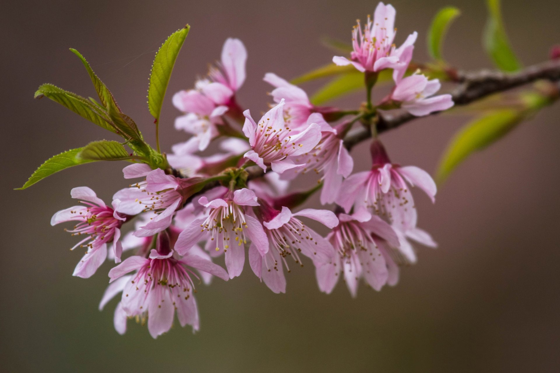 branch leaves flower pink sakura