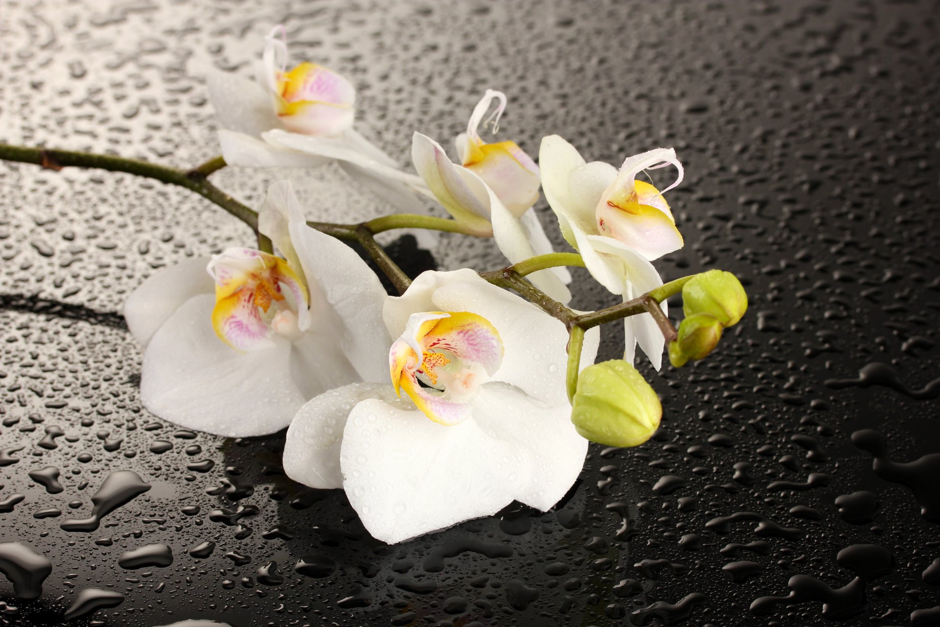 orchid flower white petals water drops shadow