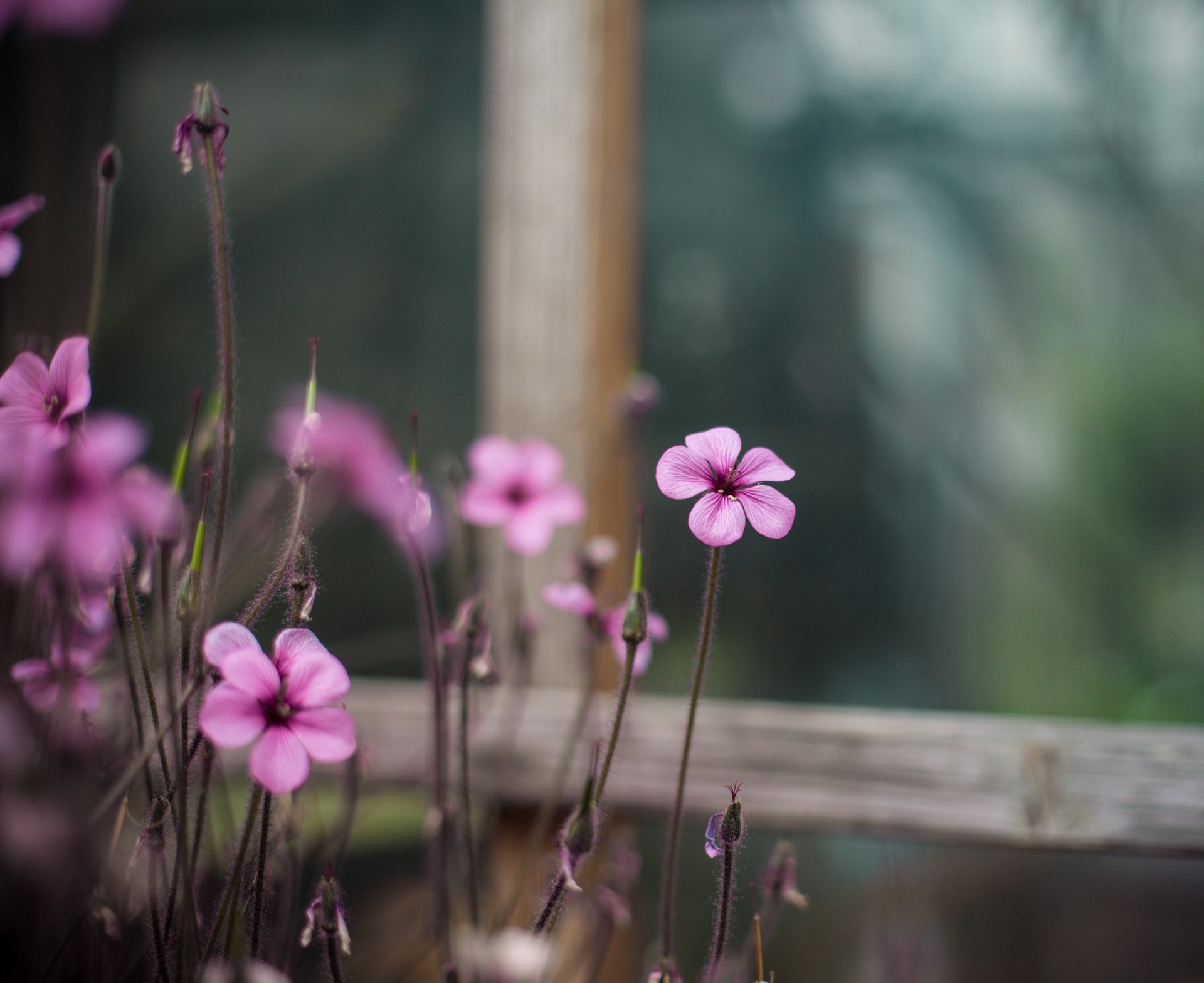 ácido rosa flores ventana macro desenfoque