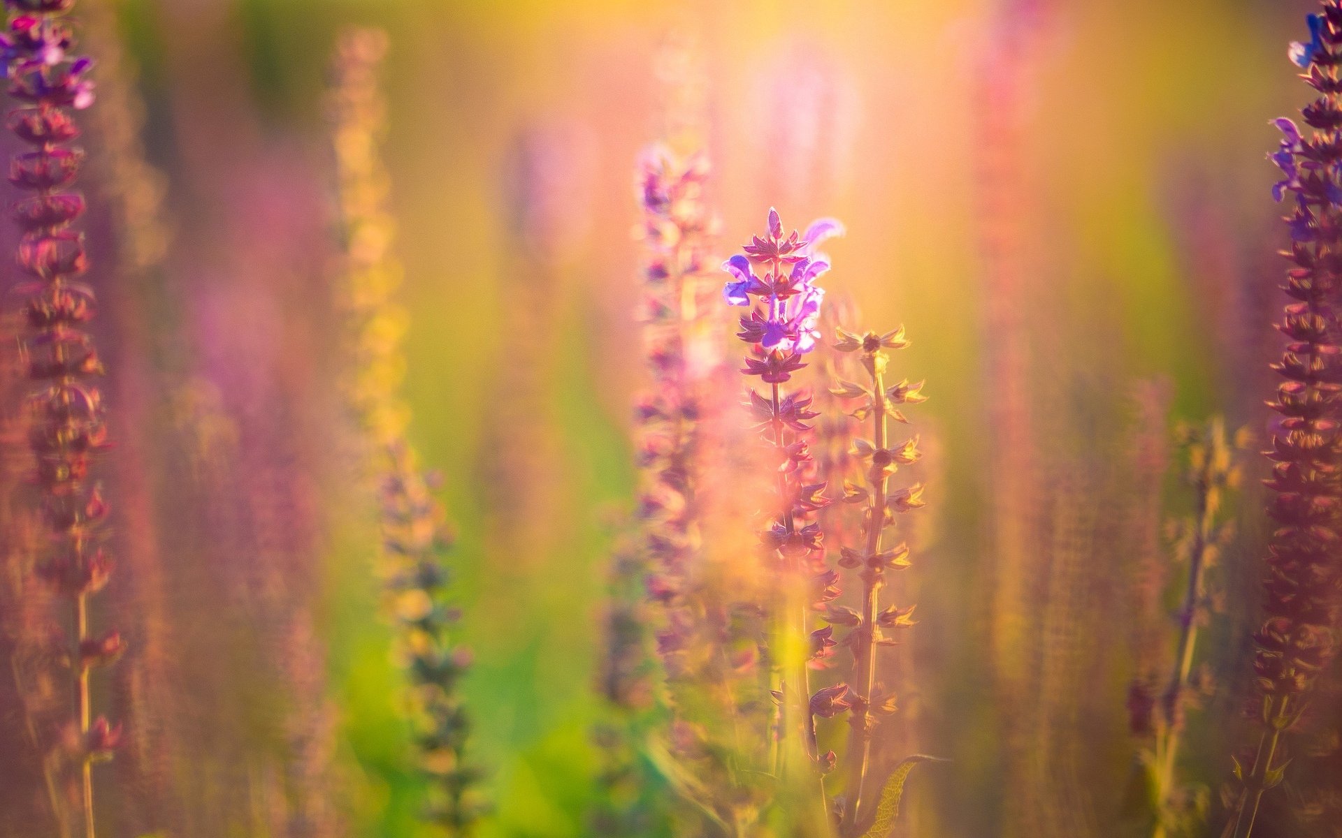 flowers flowers flower flower pink purple plant vegetation blur background wallpaper widescreen fullscreen widescreen widescreen