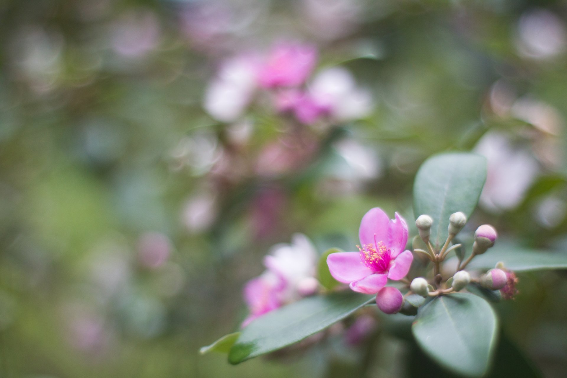 rhodomirte rosa blume blütenblätter knospen blätter makro unschärfe