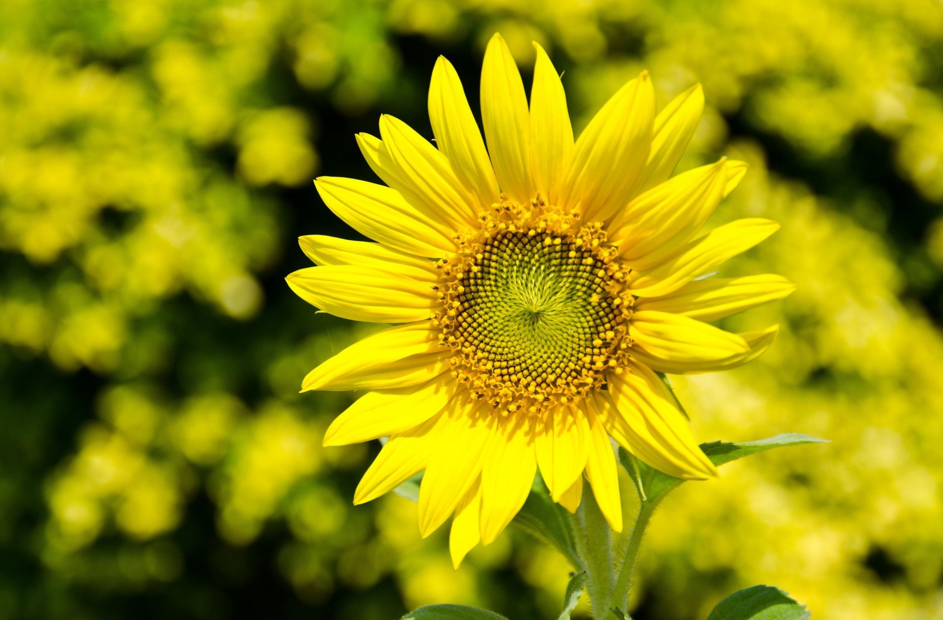 fiori fiorellino girasole giallo petali sfocatura bokeh sfondo carta da parati widescreen schermo intero widescreen widescreen