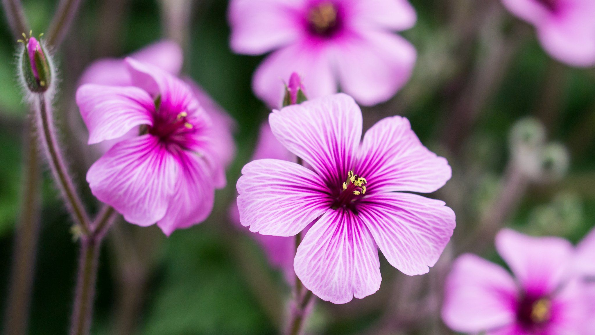 geranio fiori rosa petali gemme