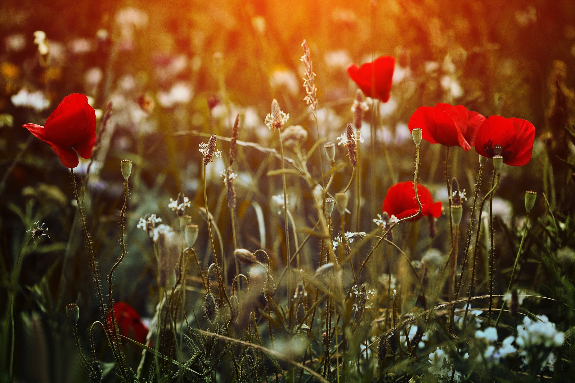 campo hierba flores amapolas