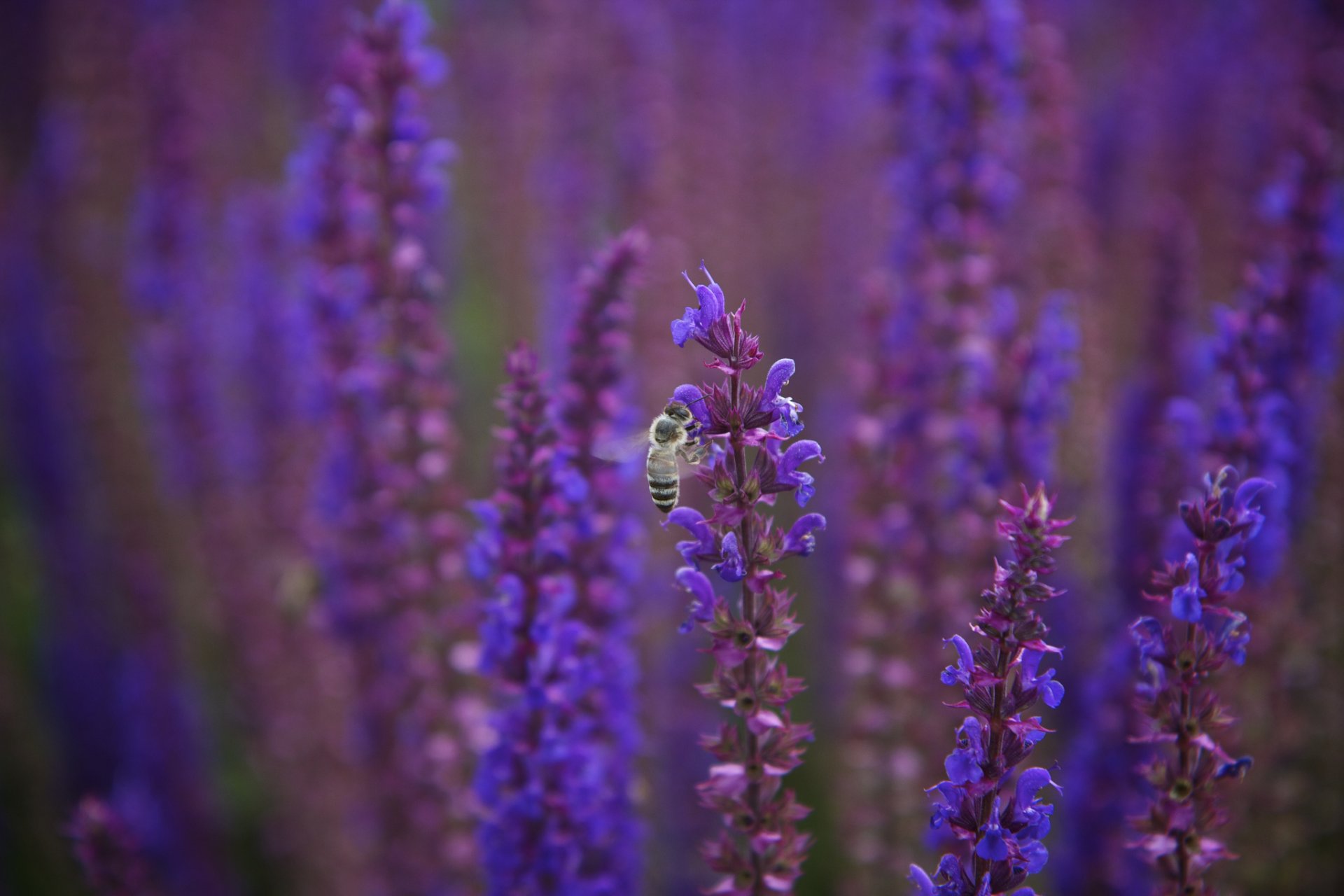 salvia lilla viola fiori ape macro sfocatura