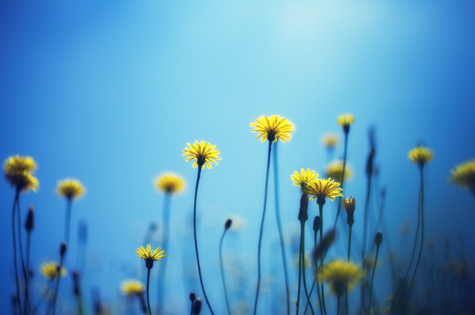 fleurs fleurs jaune cyan fond papier peint écran large plein écran écran large écran large