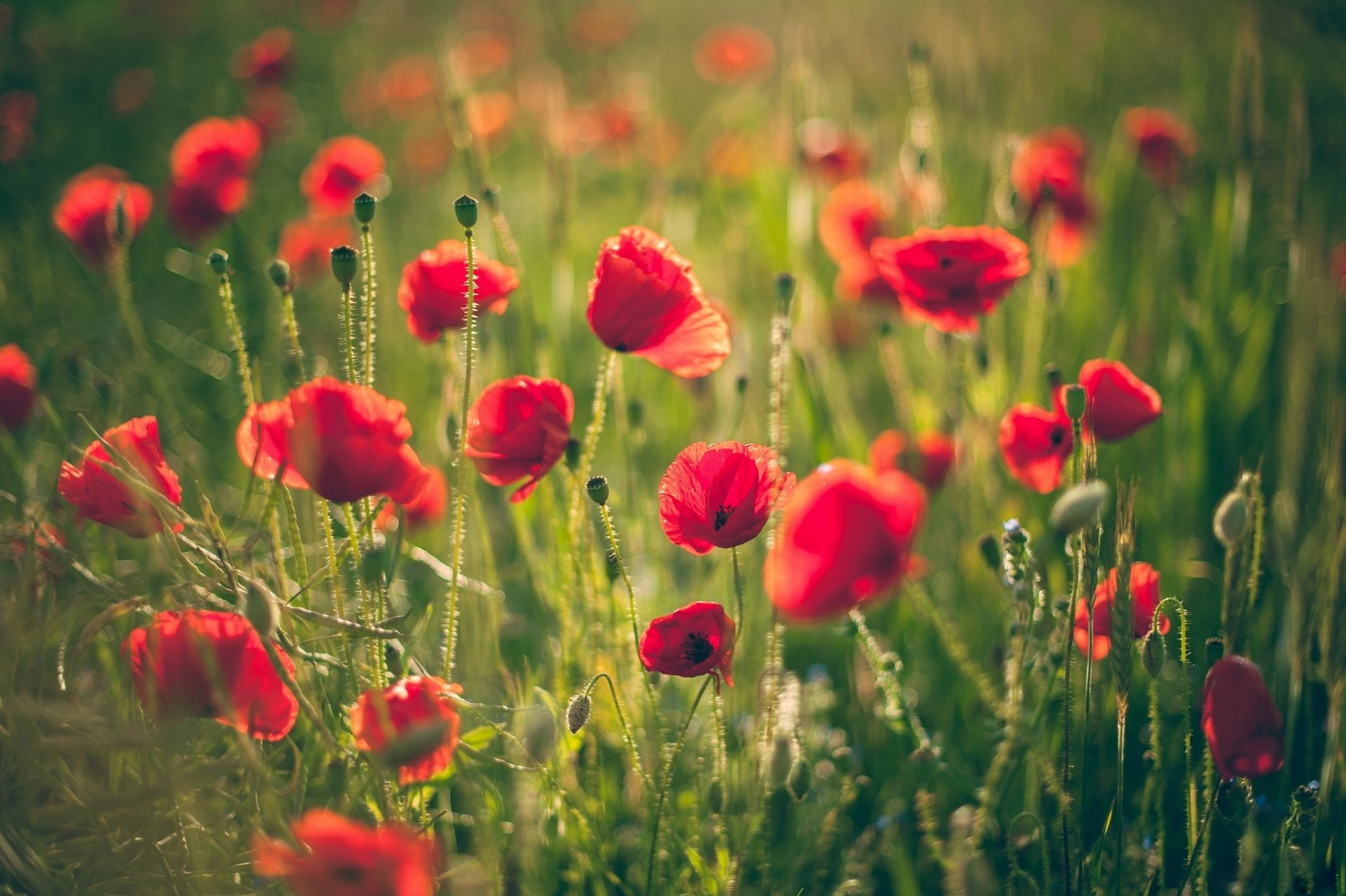 herbe fleurs coquelicots rouge