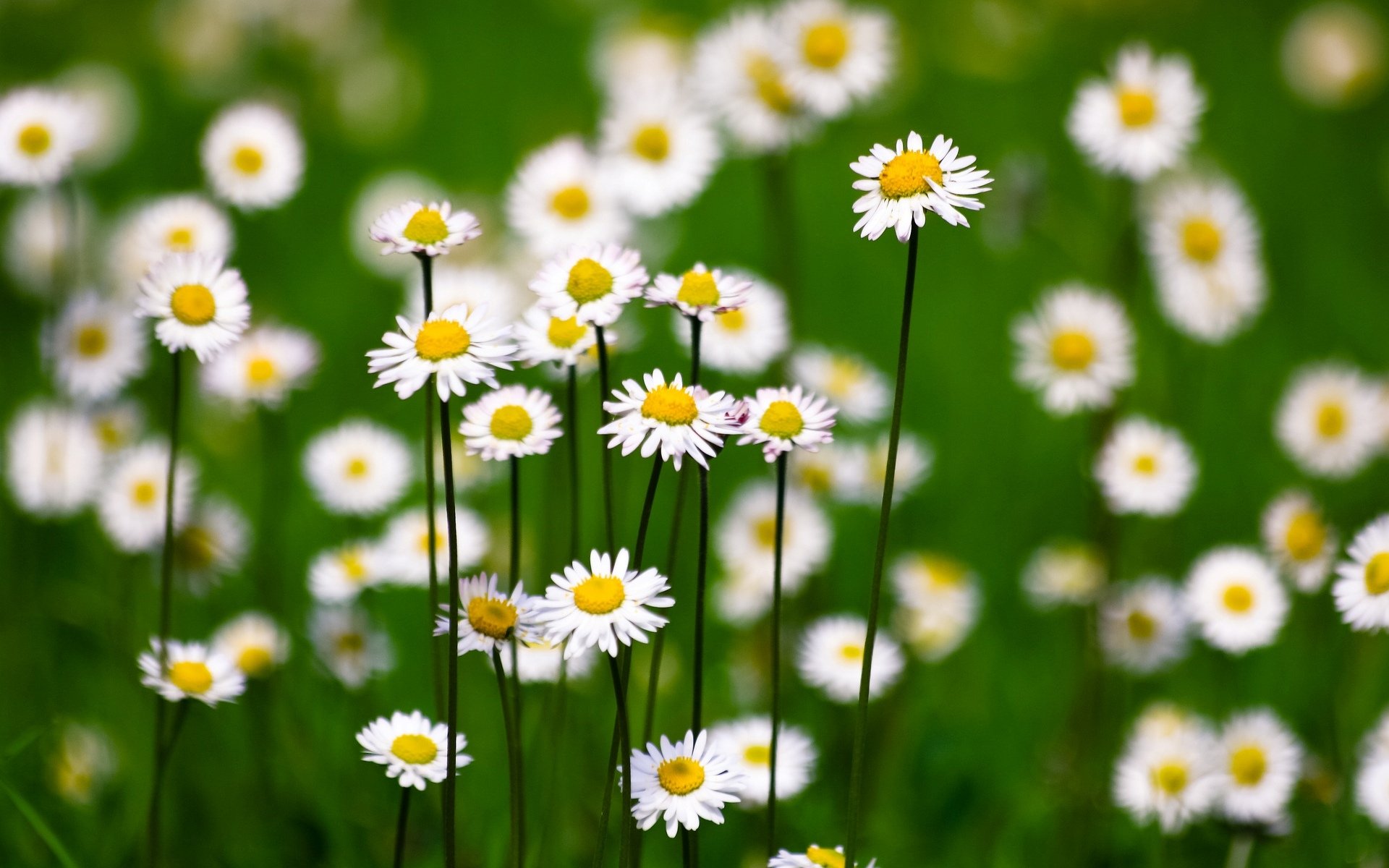 blumen blümchen blume gänseblümchen unschärfe grün hintergrund tapete widescreen vollbild widescreen widescreen