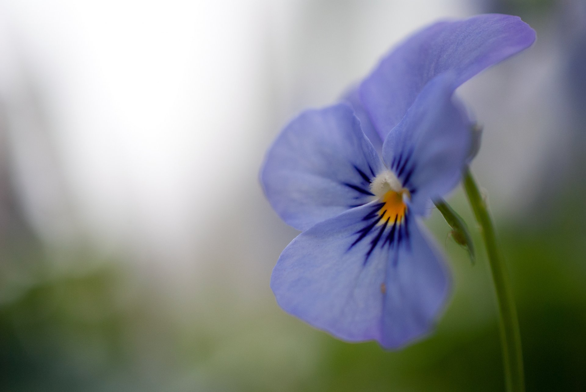 viole del pensiero viola blu lilla fiore petali macro