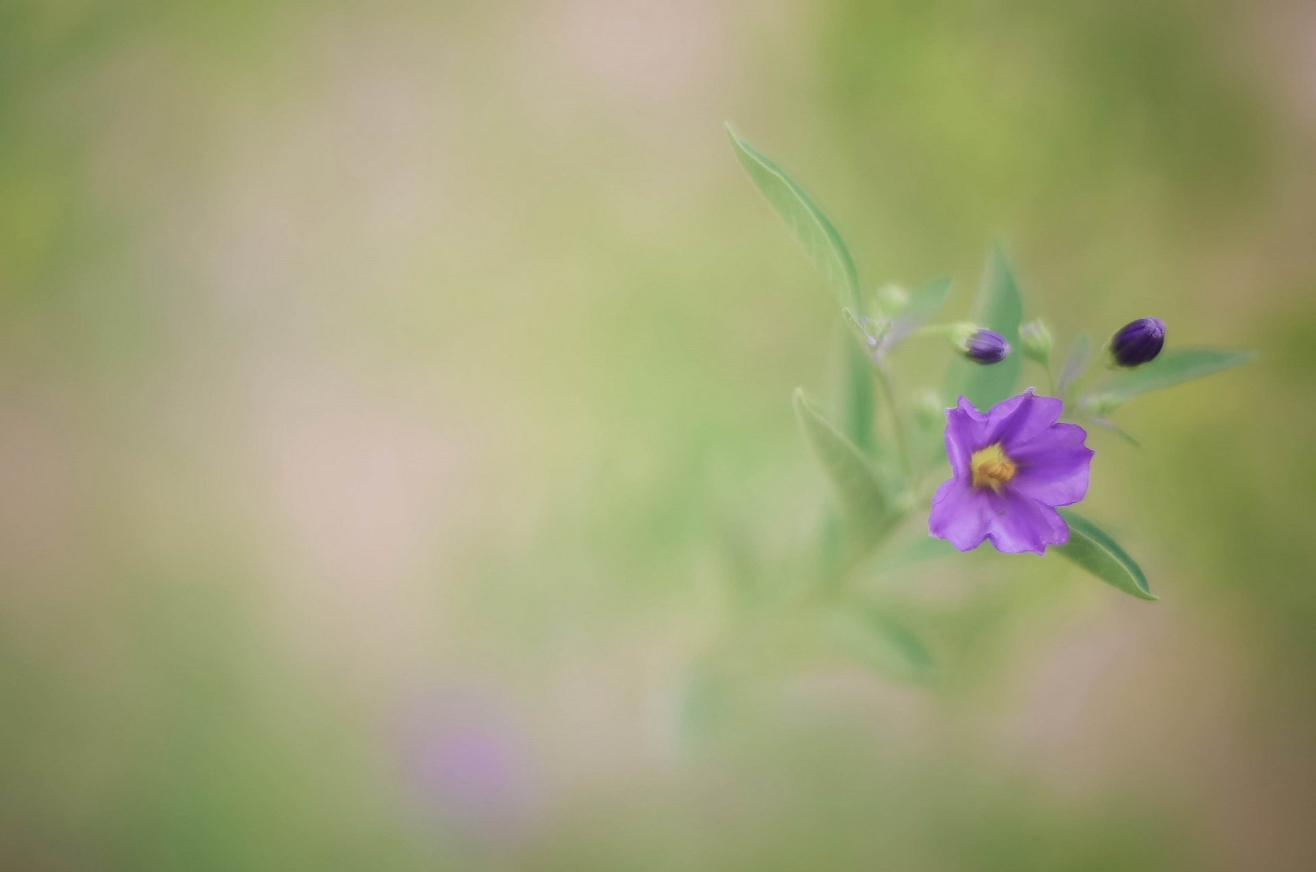 flower purple buds leaves background