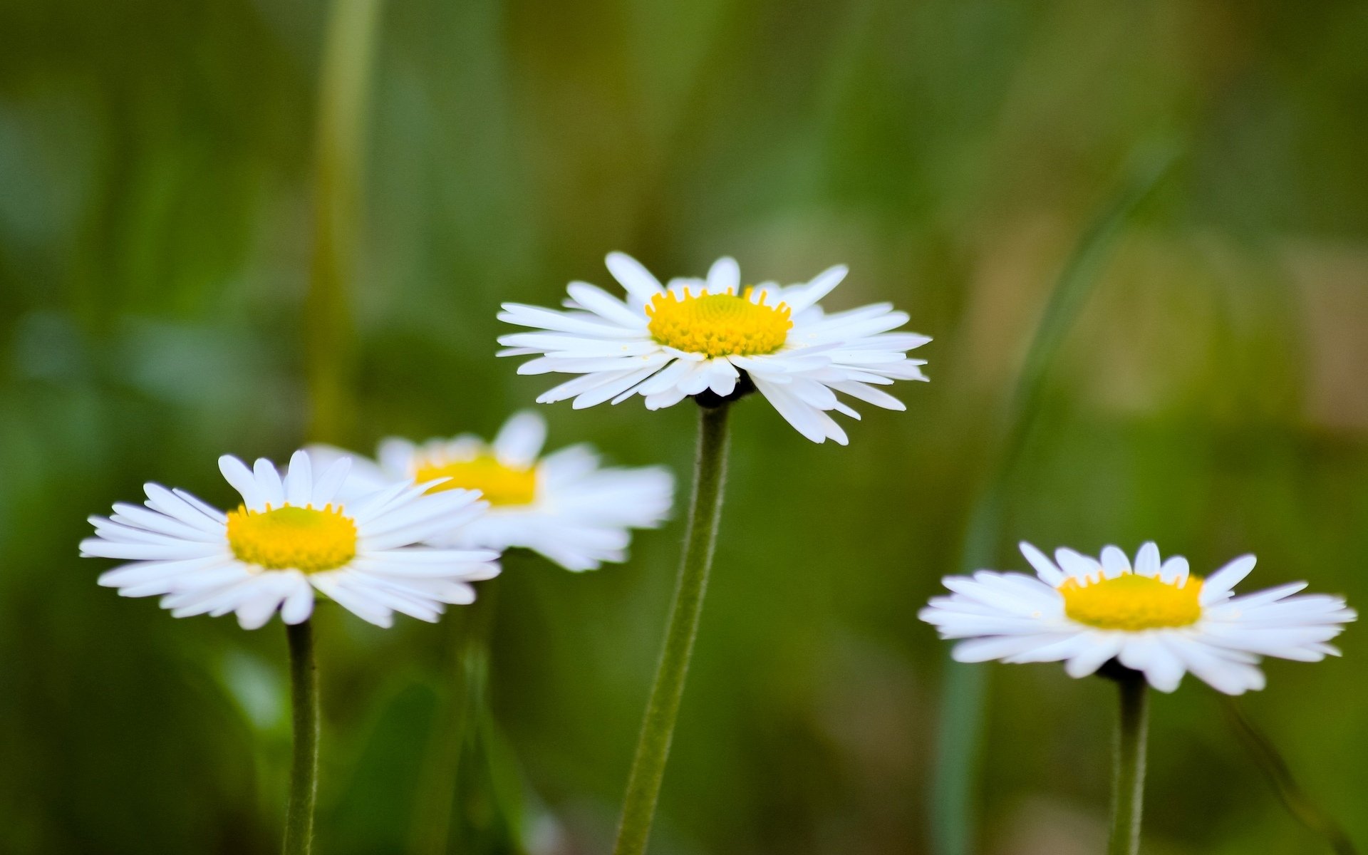 flowers flowers flower flower chamomile daisies white. yellow green blur background wallpaper widescreen fullscreen widescreen widescreen