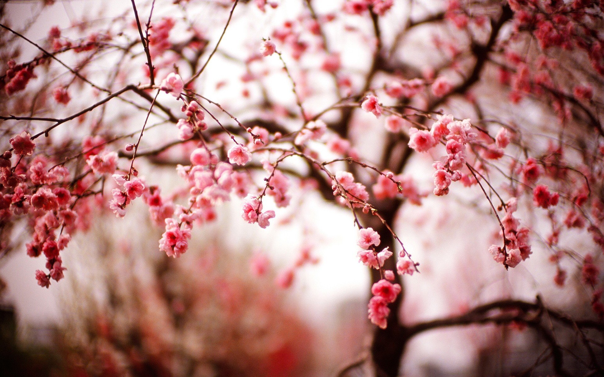 sakura flores primavera ramas