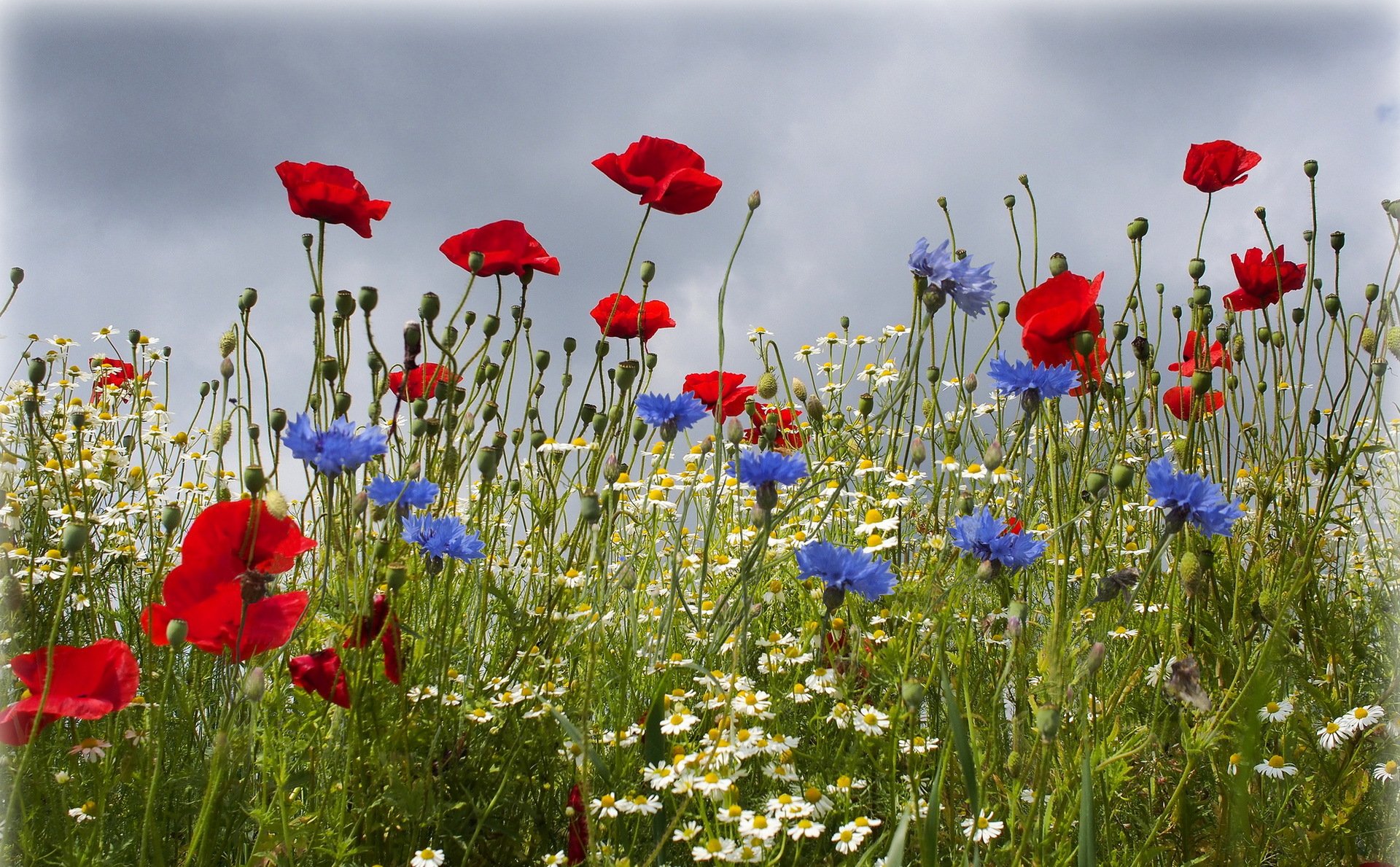 ummer the field flower poppies cornflowers chamomile