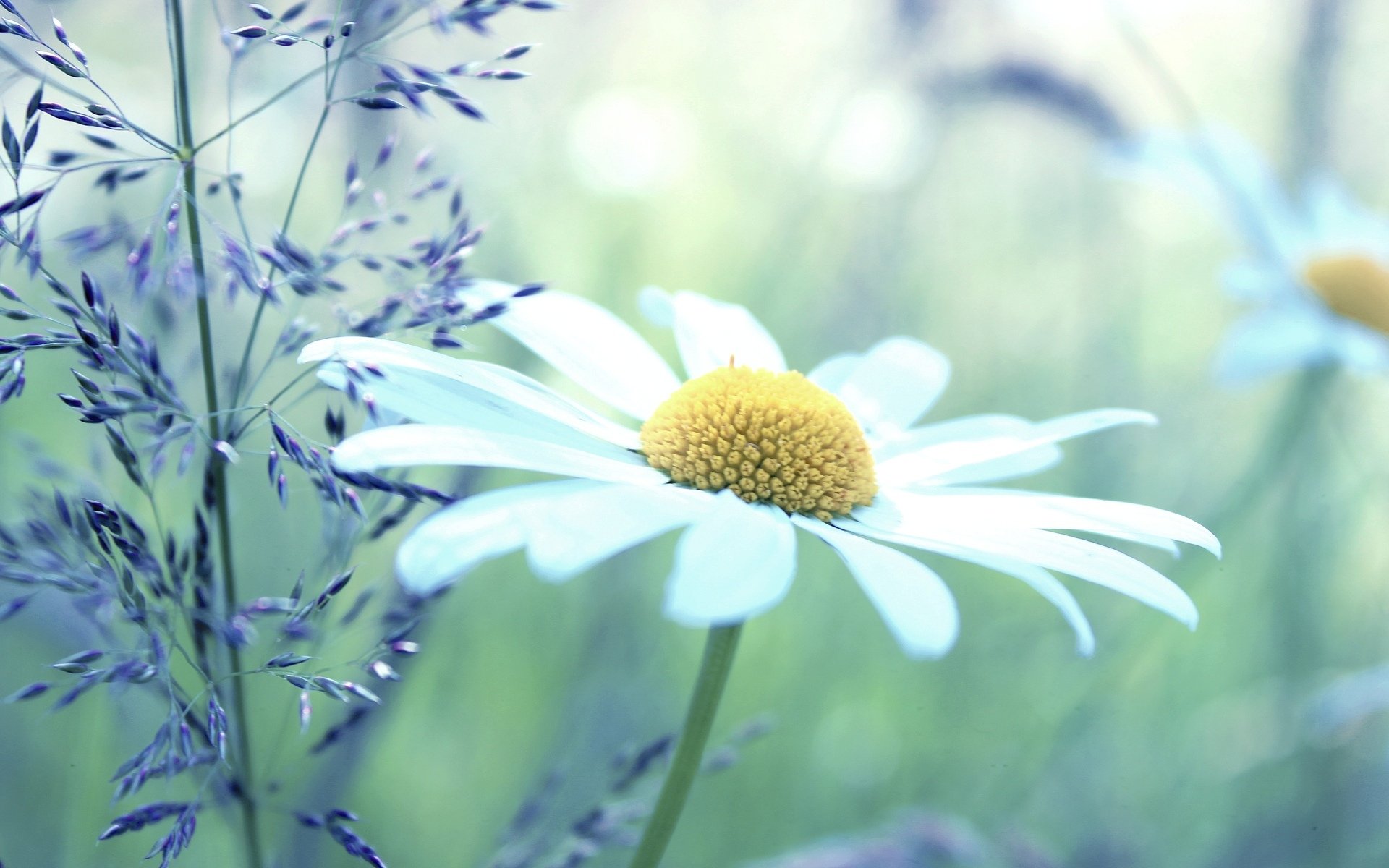 fiori fiori margherita margherite pianta bianco giallo verde sfondo carta da parati widescreen a schermo intero widescreen widescreen