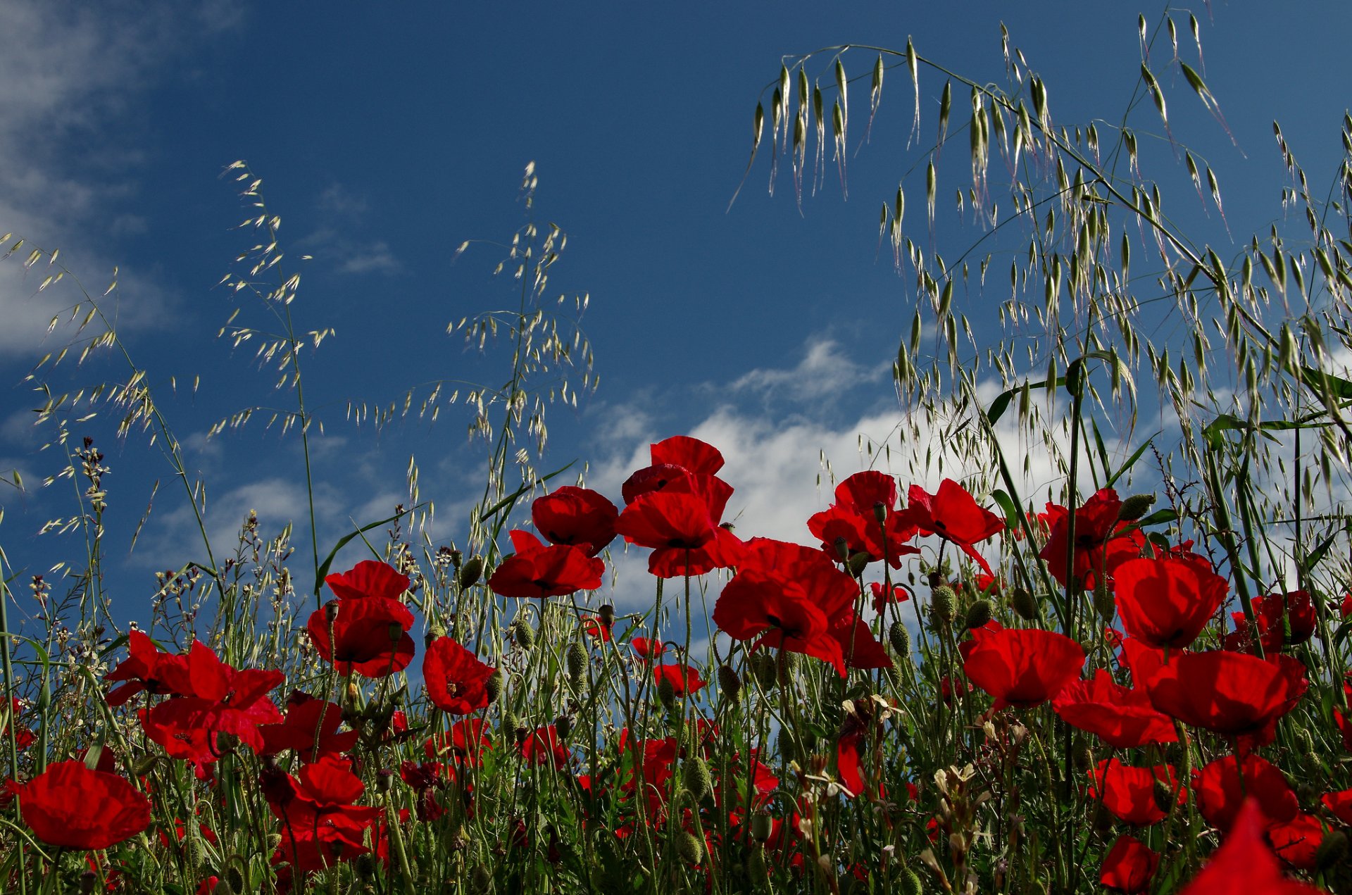 papaveri campo prato