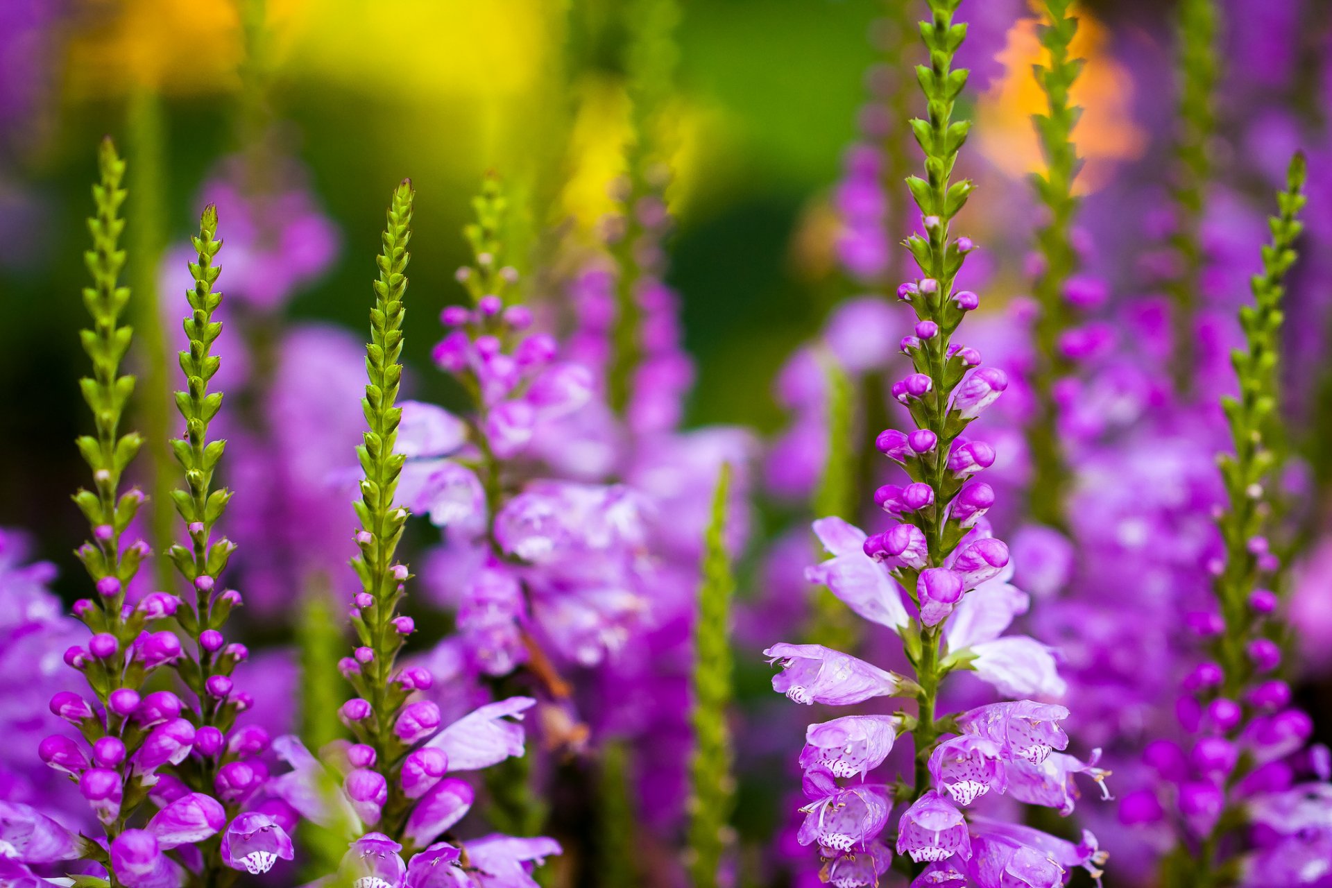 fiori campo larkspur delphinium sperone molto steli boccioli lilla