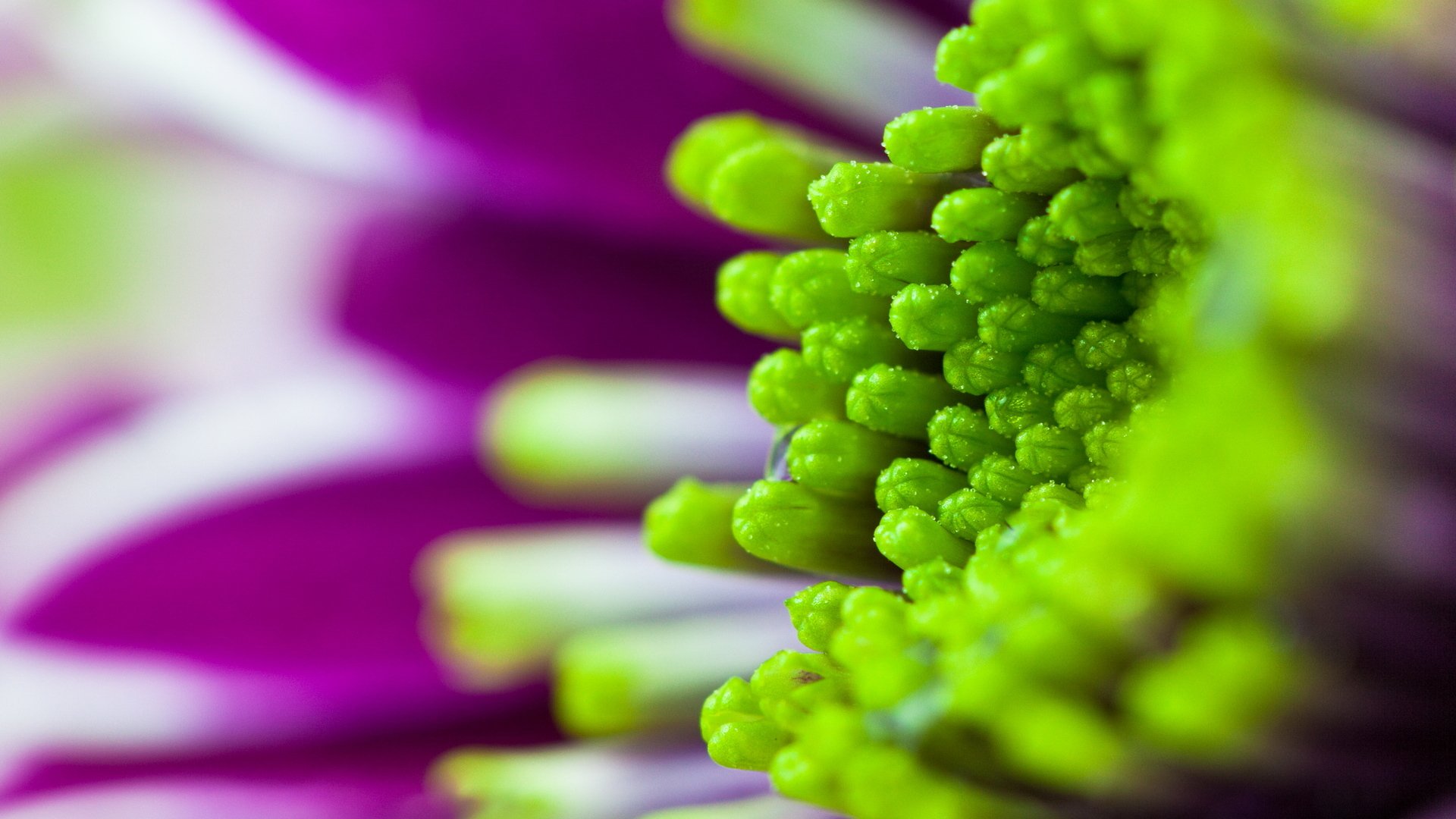 fiori fiore macro bello viola verde