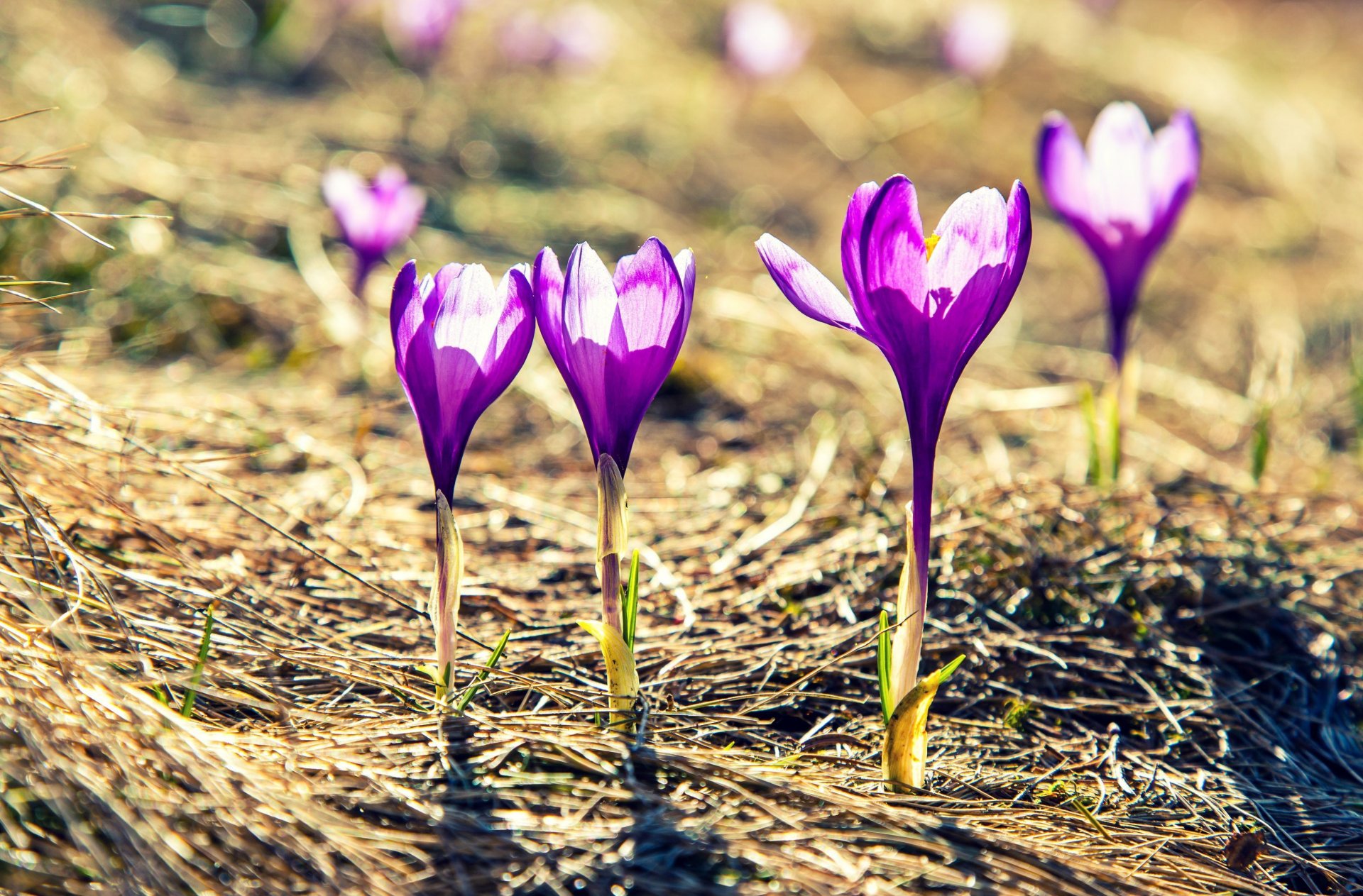 fiori fiori fiori viola sole bello sfondo carta da parati widescreen a schermo intero widescreen widescreen