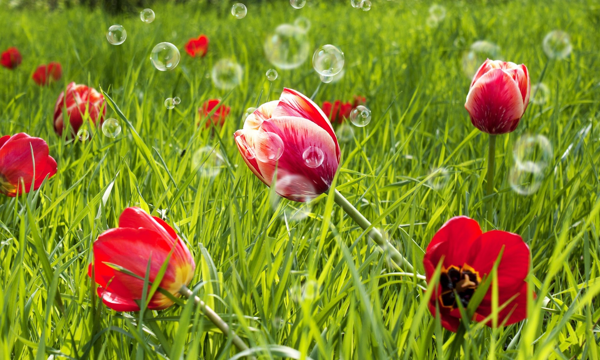 blumen blumen tulpen rot feld gras grün wiese seifenblasen hintergrund tapete widescreen vollbild widescreen widescreen