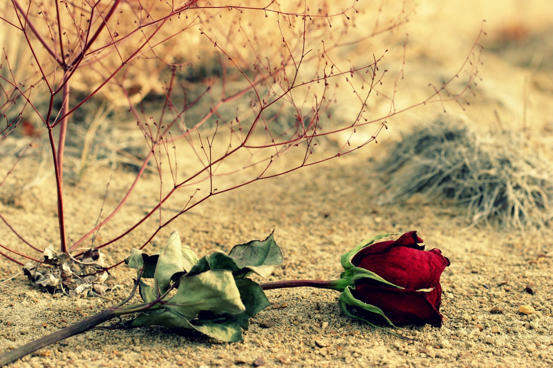 flowers flower flower rose red rose leaves leaves branches background wallpaper widescreen fullscreen widescreen widescreen