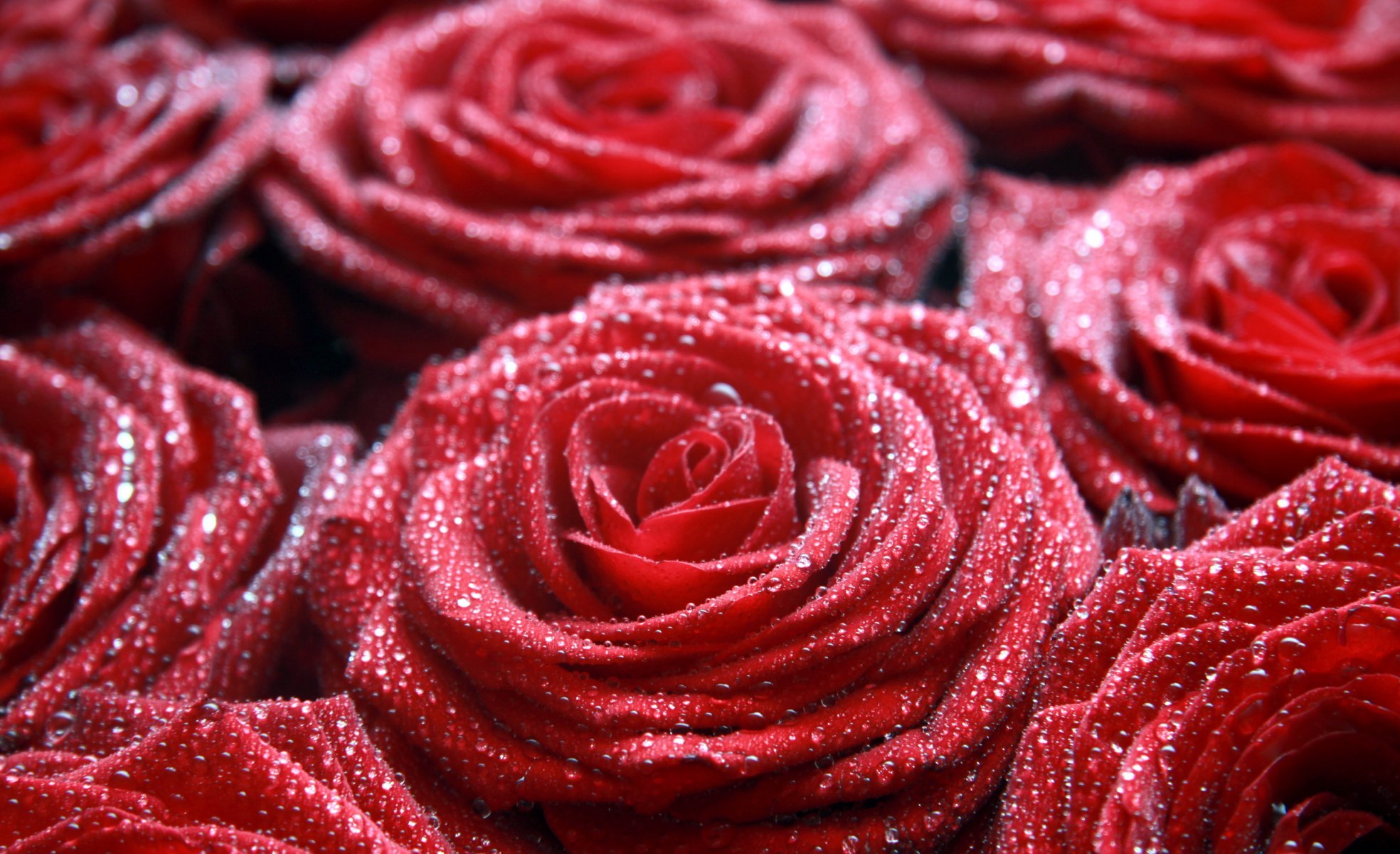 roses red drop rosa flower close up