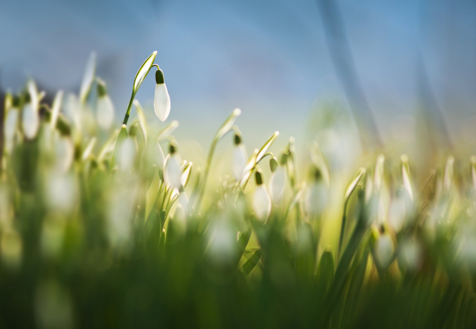 nowdrops galanthus white flower grass spring close up blur blue background