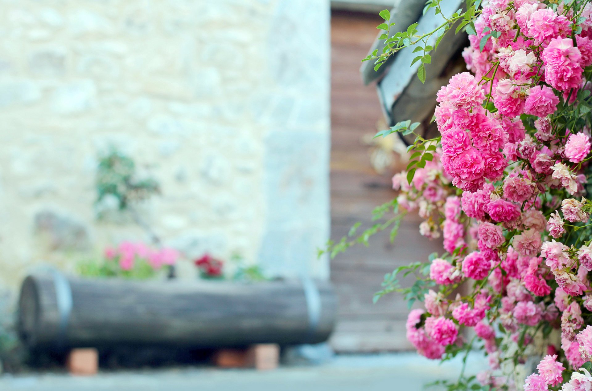 rose tea bush flower pink log bed