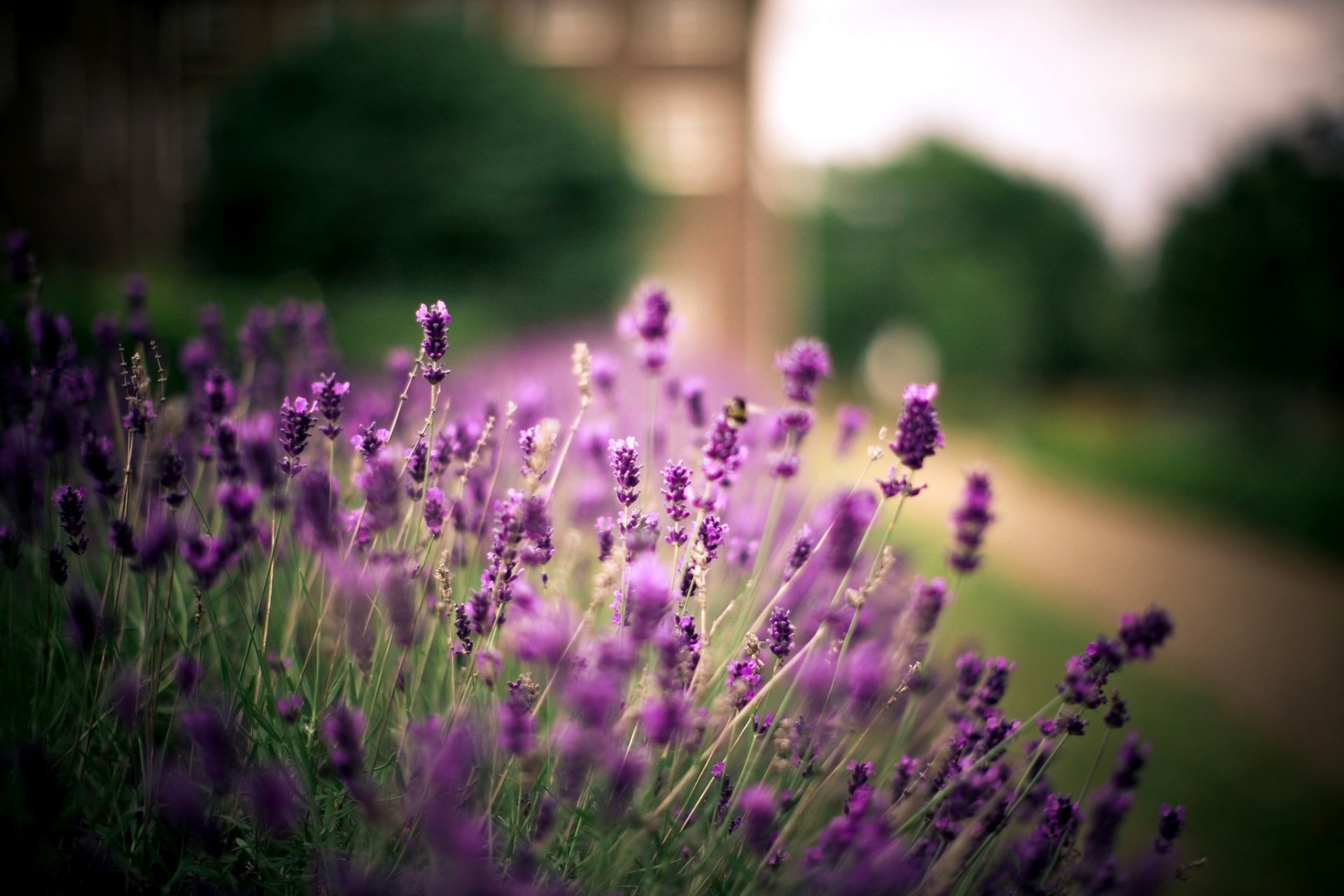 lavanda flores púrpura planta naturaleza camino árboles desenfoque