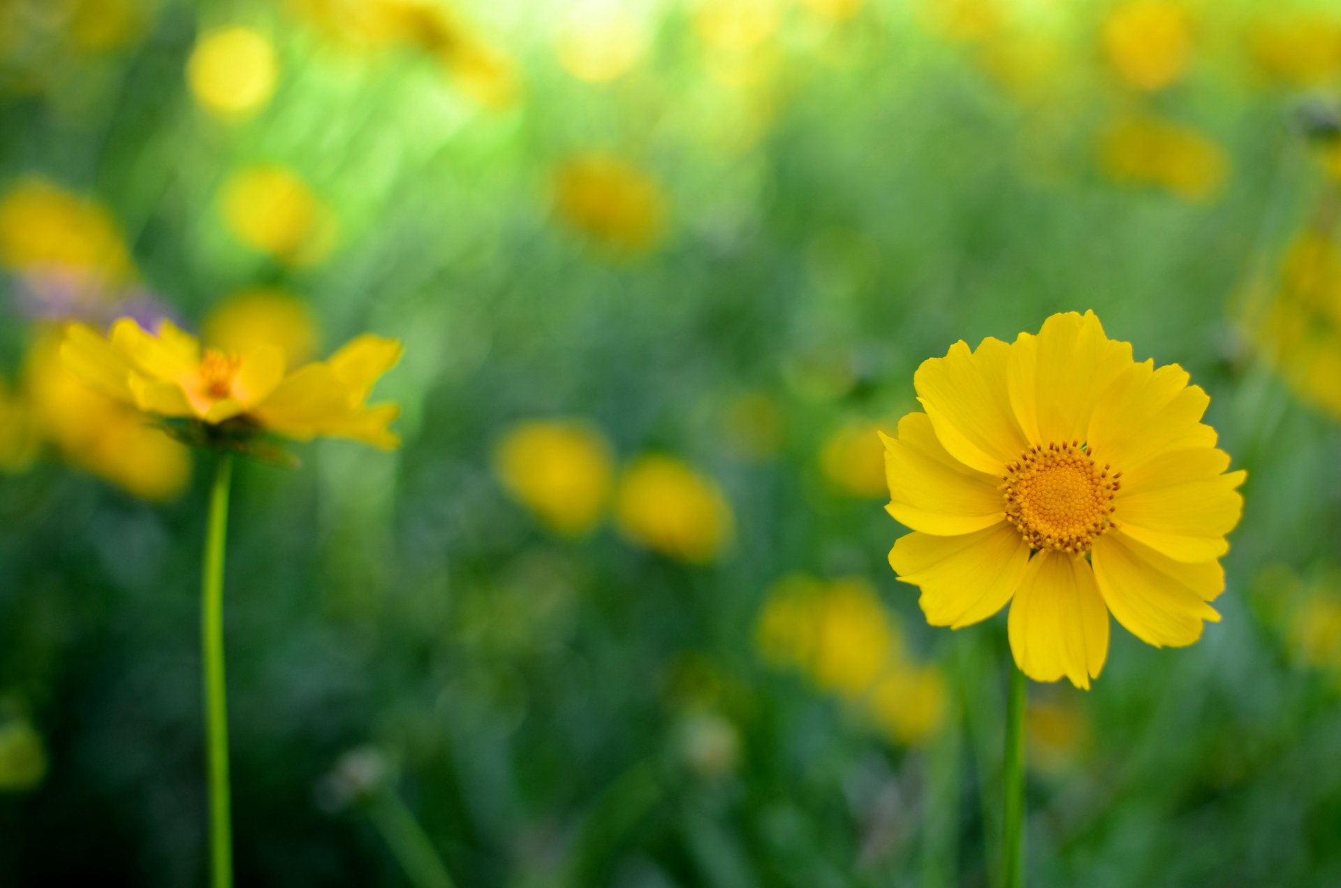 flores amarillo cosmea fondo