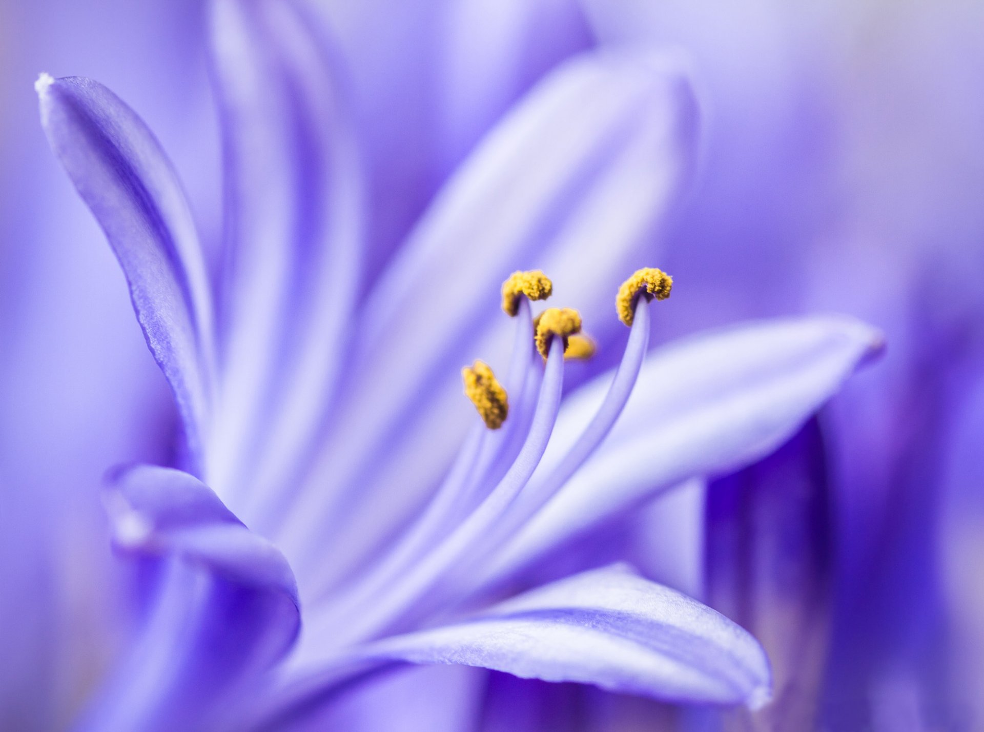 agapandus lilas fleur pétales gros plan