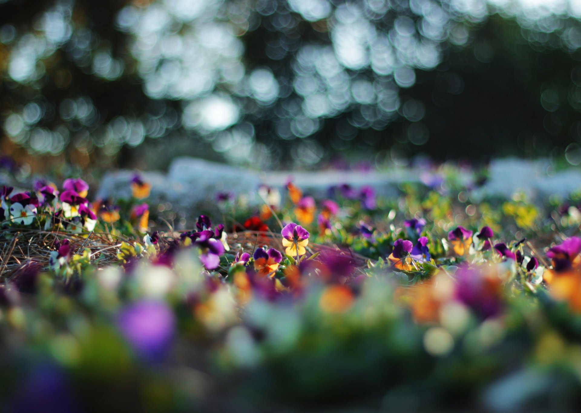 fiori viole del pensiero luci sfocatura