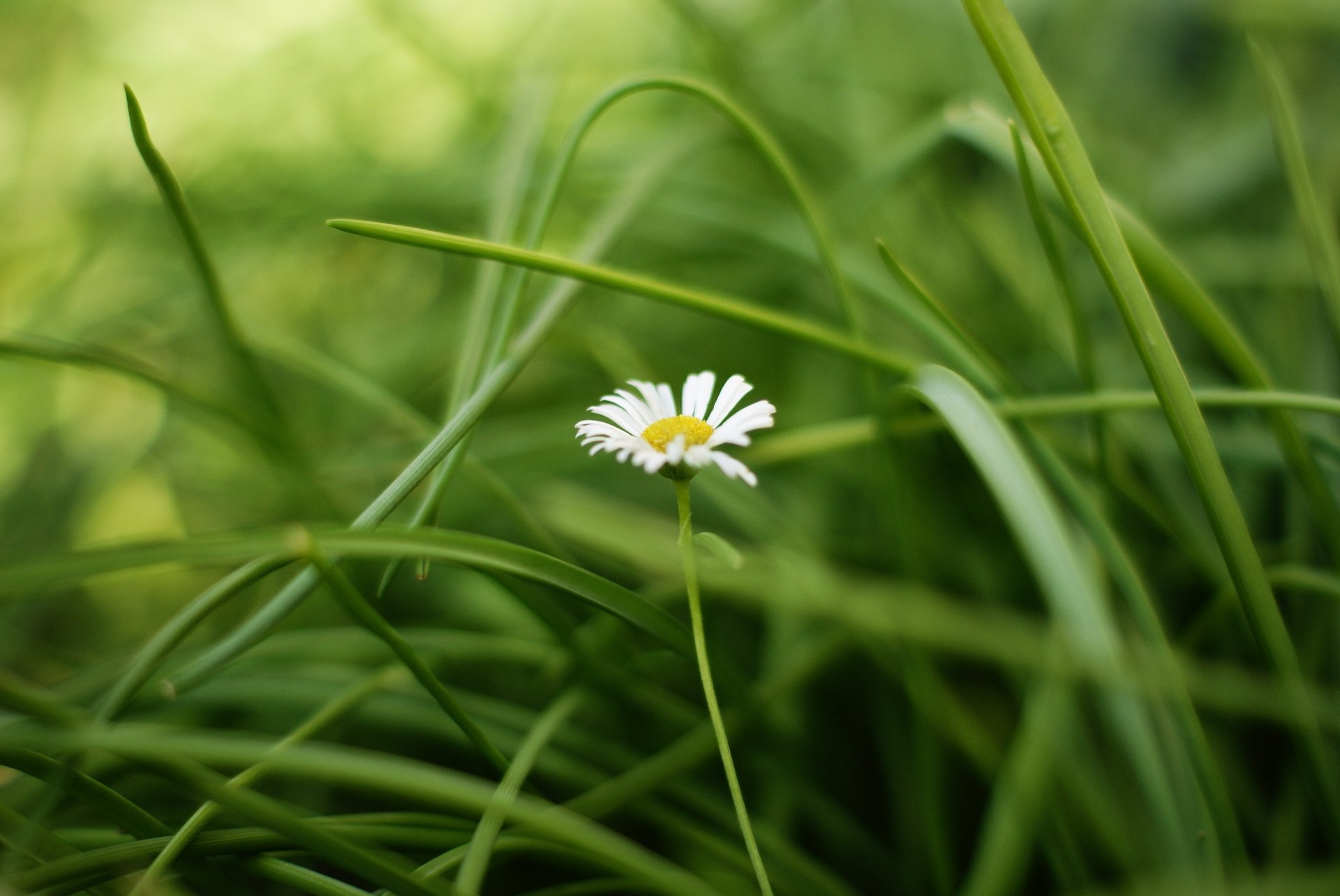 blumen blume blümchen kamille weiß gelb grün gras blätter hintergrund tapete widescreen vollbild widescreen widescreen