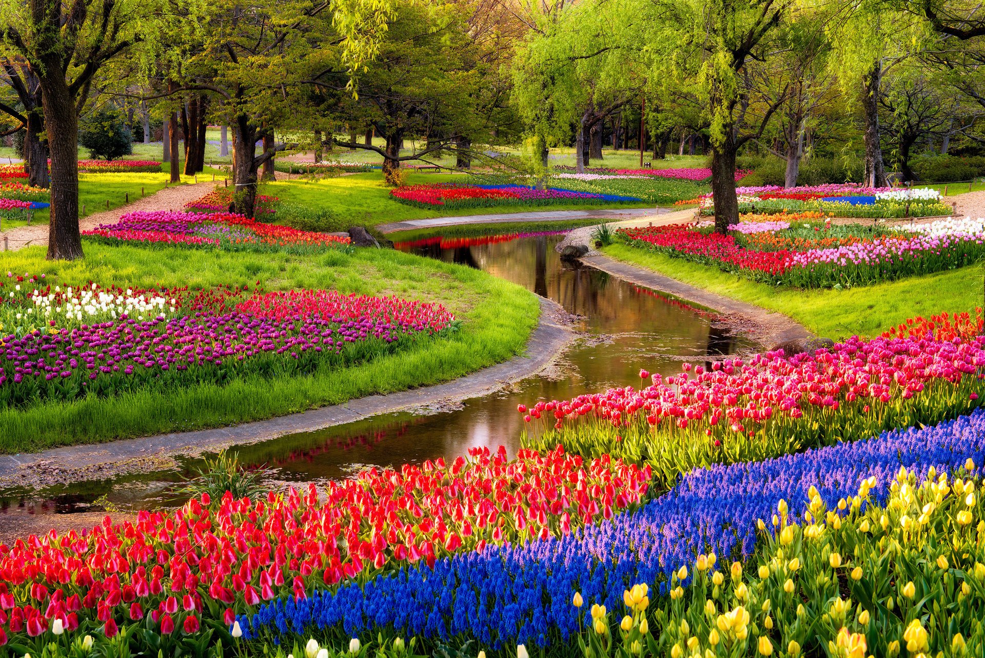 sonnenaufgang park teich bäume blumen muscari blau tulpen bunt zu fuß frühling