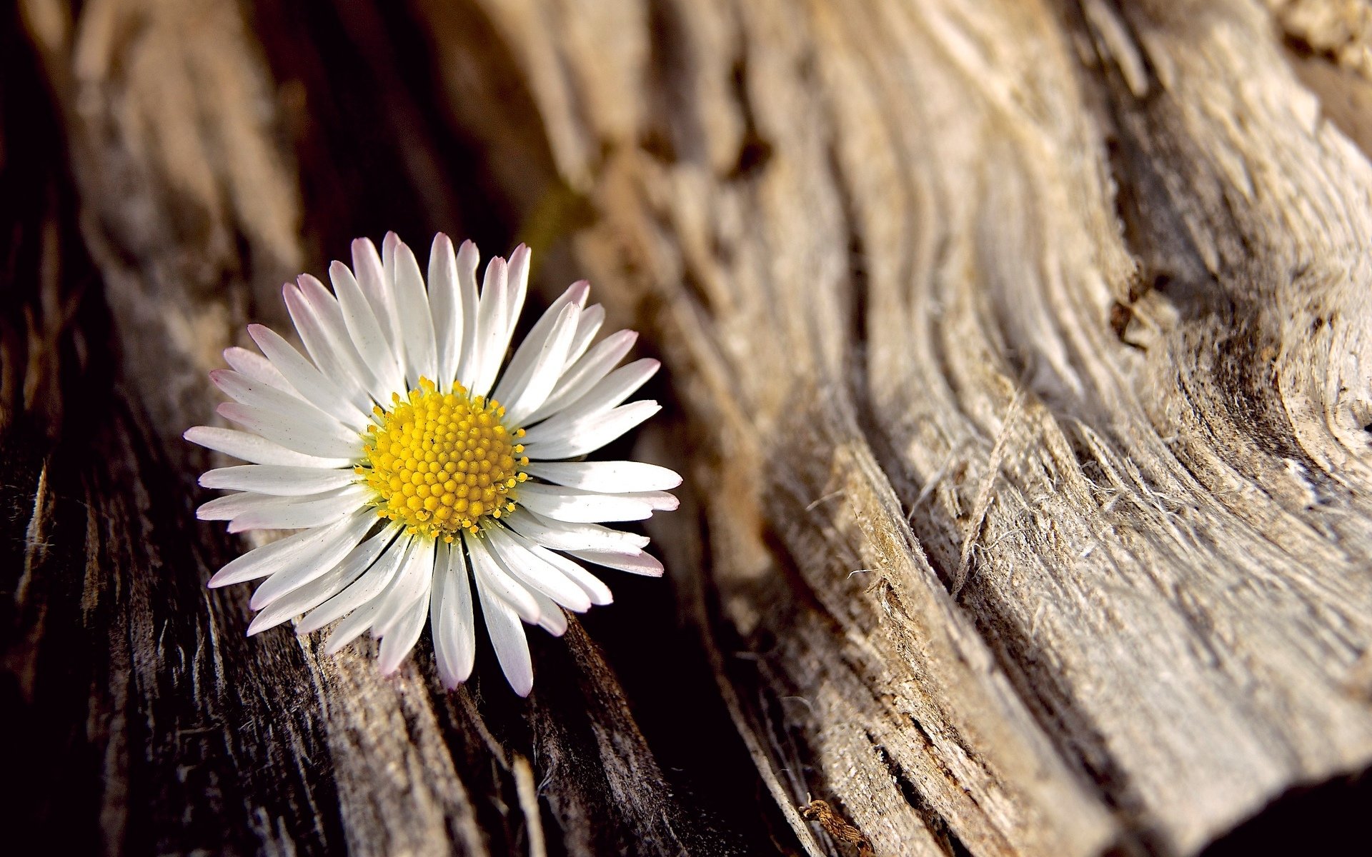 flowers flower flower chamomile white macro tree bark background wallpaper widescreen fullscreen widescreen widescreen